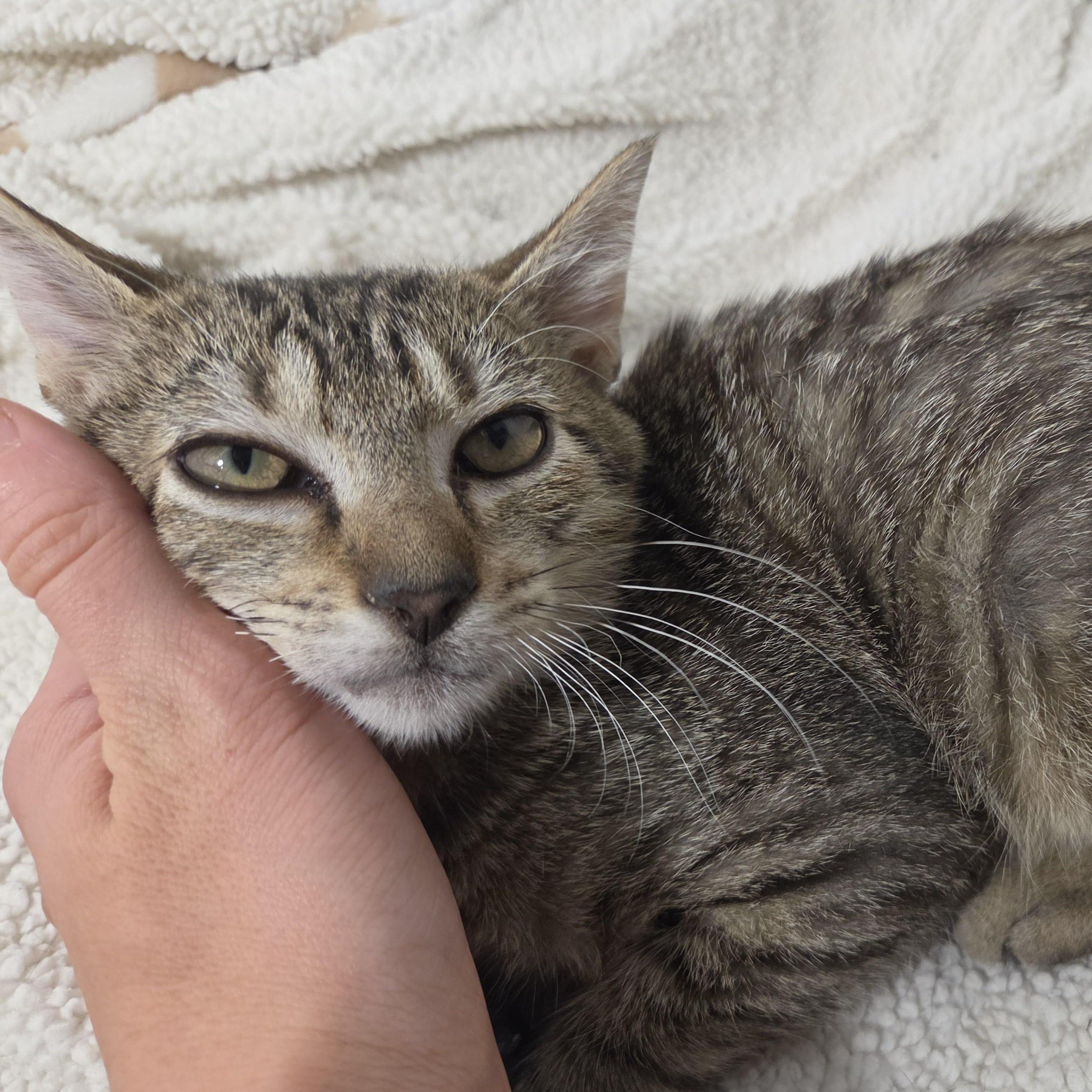 Cinder (Cariño), Adoptable, Kitten Male Domestic Short Hair.