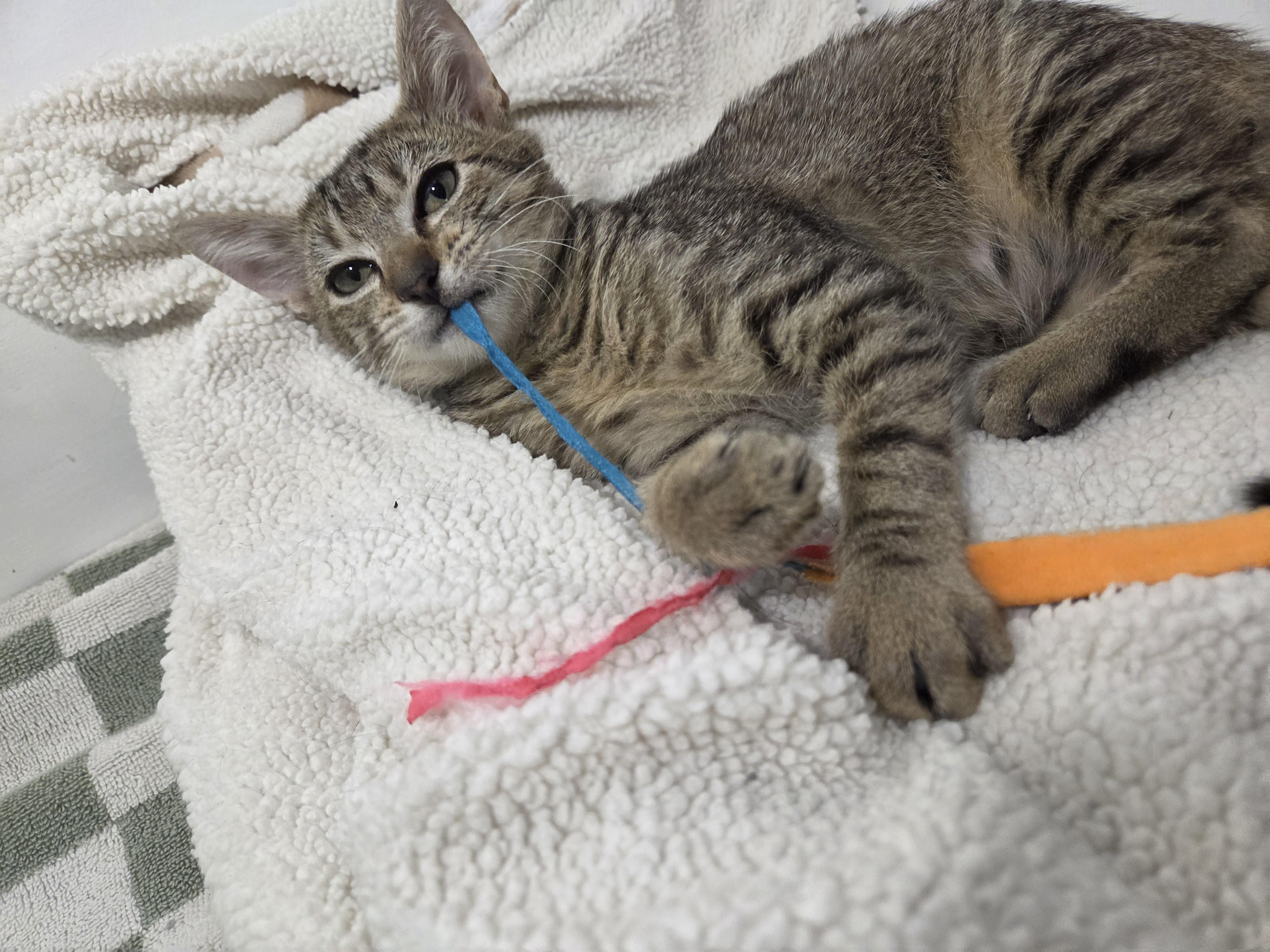 Enlarge Cinder (Cariño), a Adoptable Domestic Short Hair in Wilmington, NC image 6/6