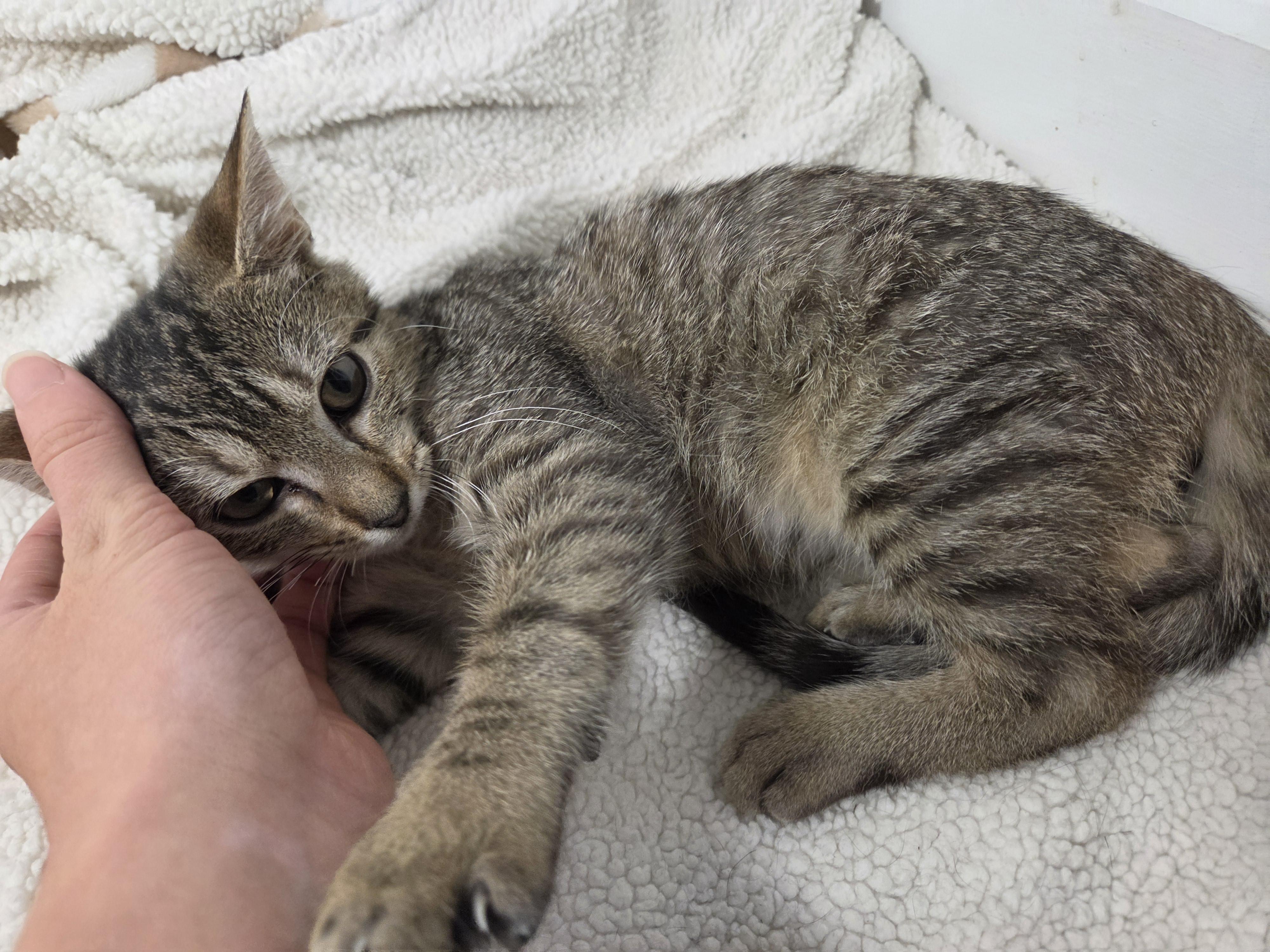 Enlarge Cinder (Cariño), a Adoptable Domestic Short Hair in Wilmington, NC image 3/6