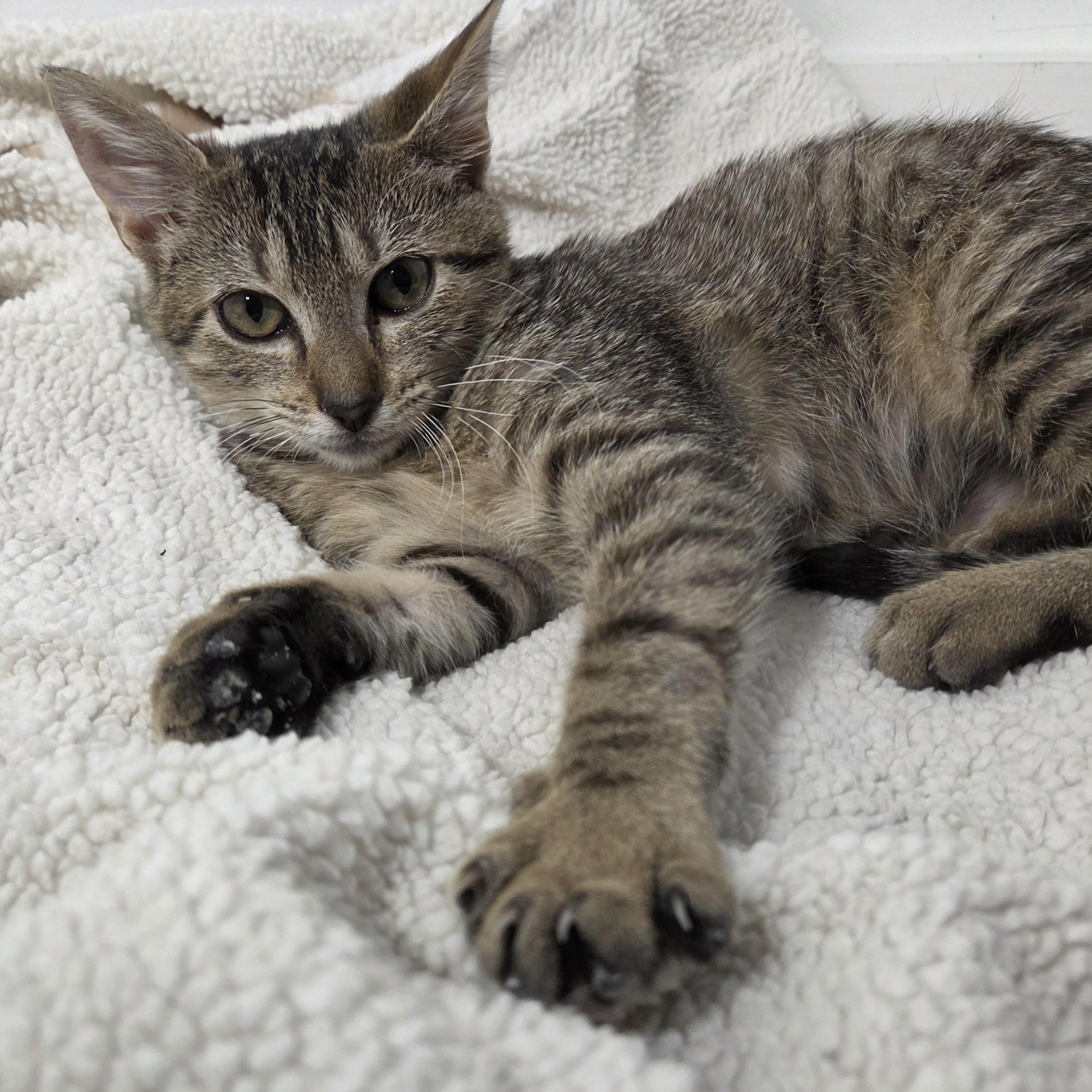 Enlarge Cinder (Cariño), a Adoptable Domestic Short Hair in Wilmington, NC image 2/6