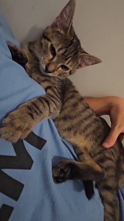 Enlarge Cinder (Cariño), a Adoptable Domestic Short Hair in Wilmington, NC video 4/6