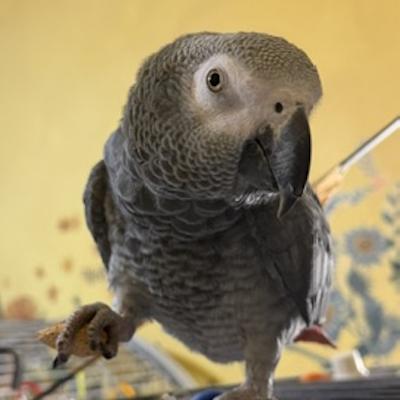 Enlarge Kalli, a ADOPTABLE African Grey in Jacksonville, FL image 1/1