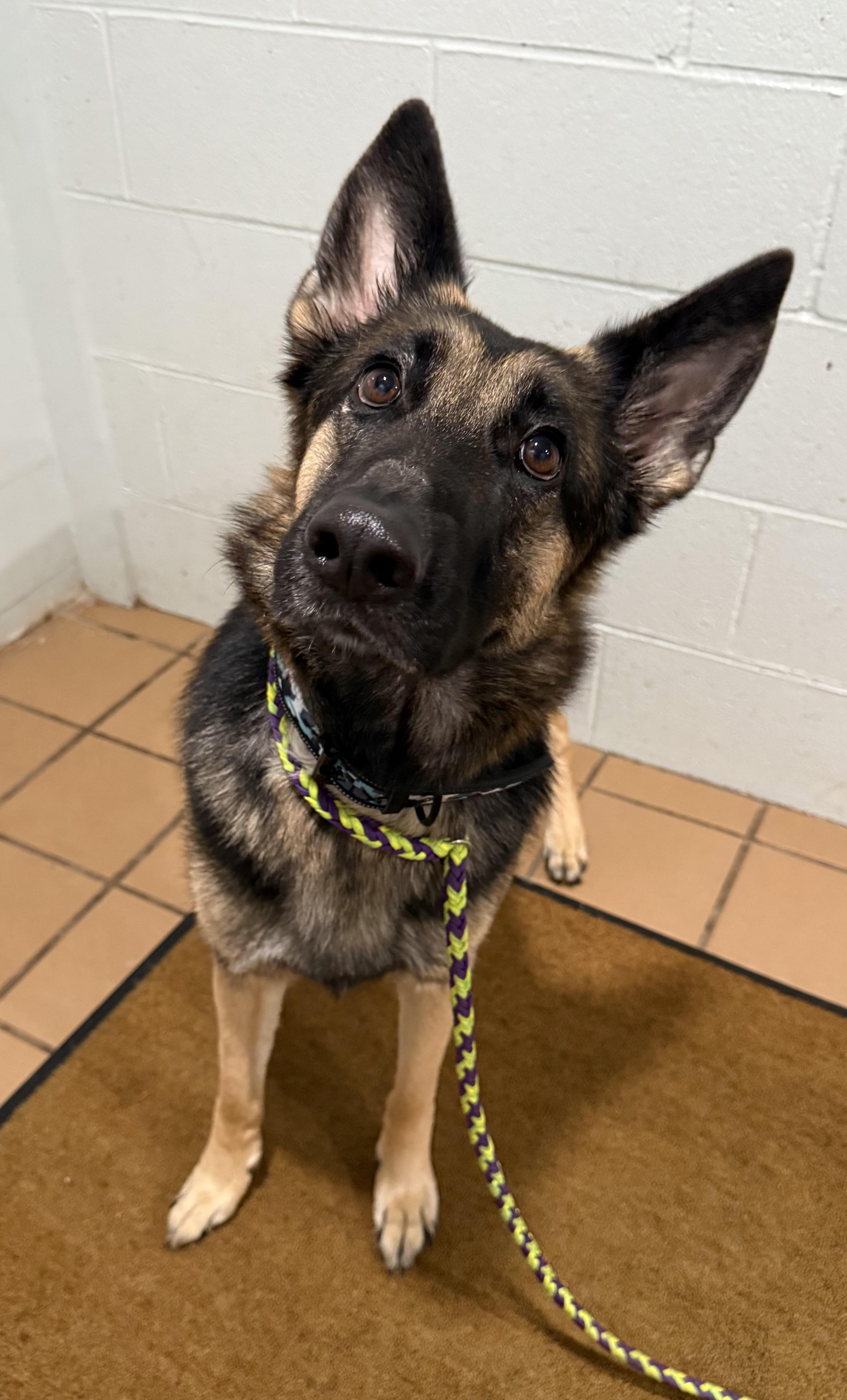 Zelda, an adoptable German Shepherd Dog in Sault Sainte Marie, MI, 49783 | Photo Image 1