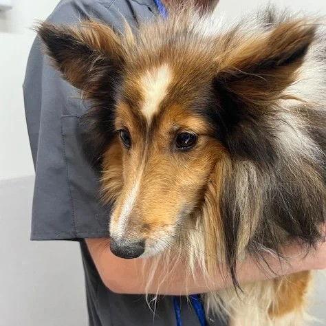 Jackson adoption pending, Adoptable, Adult Male Shetland Sheepdog / Sheltie.