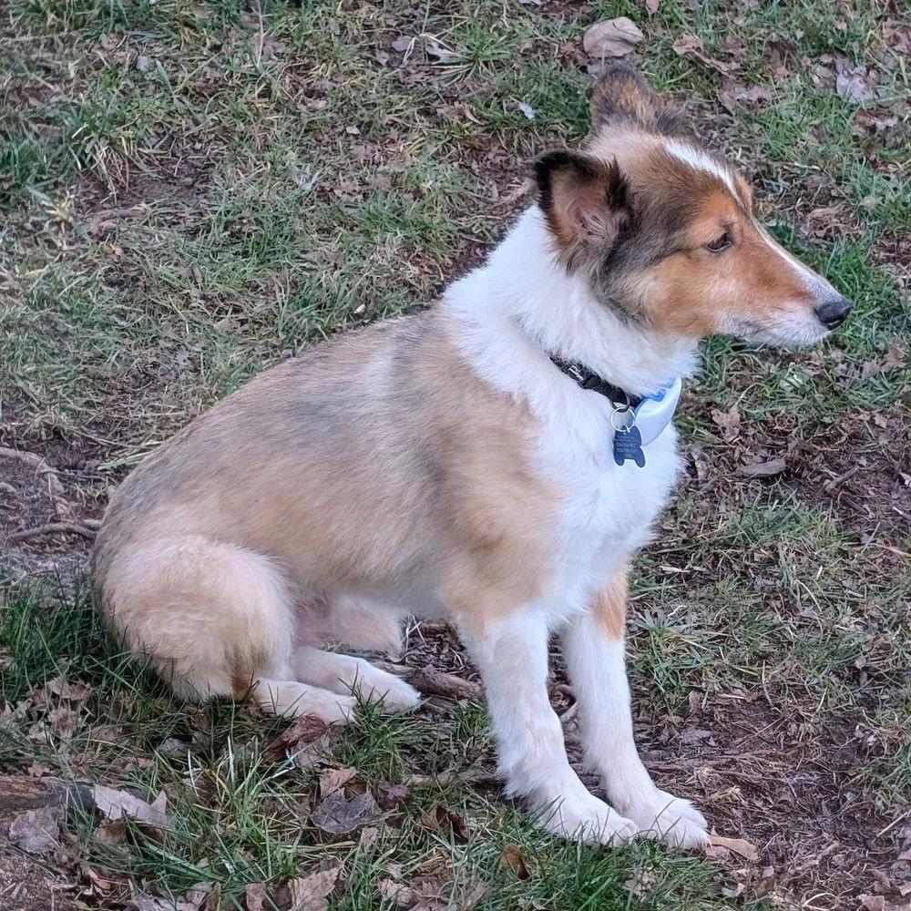 Enlarge Jackson adoption pending, a Adoptable Shetland Sheepdog / Sheltie in Dublin, OH image 2/3