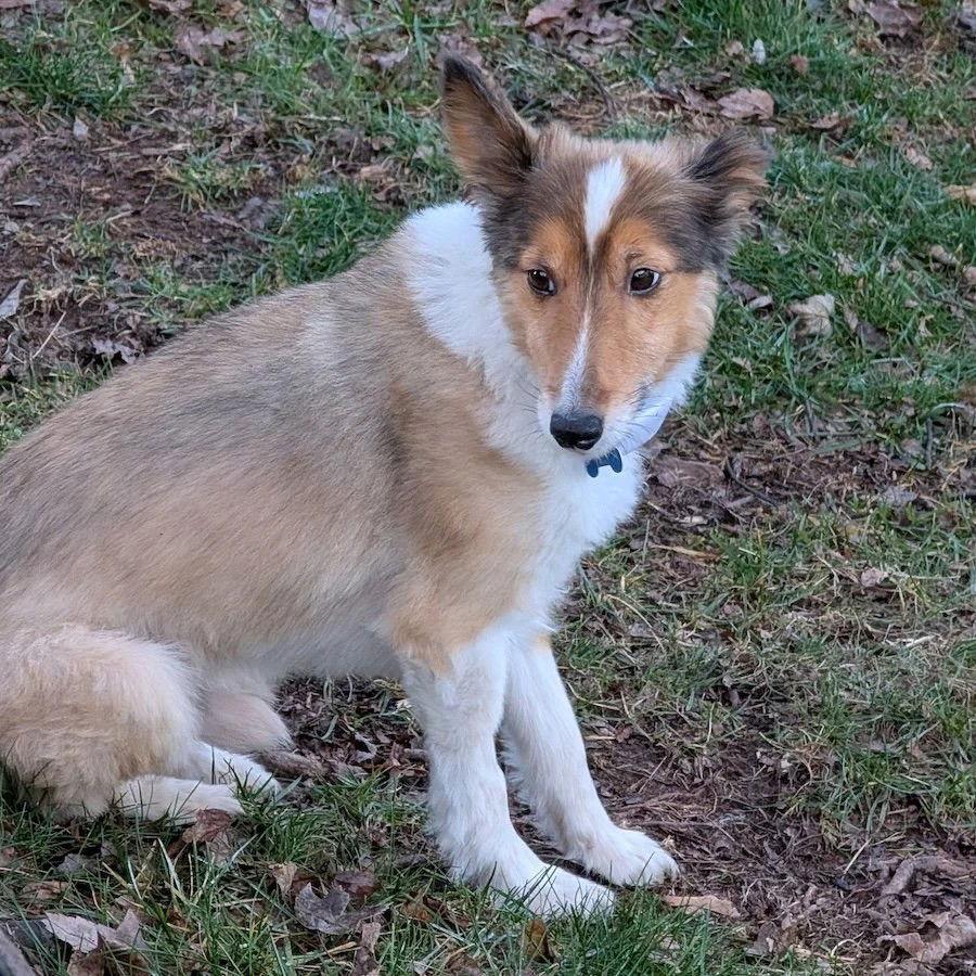 Enlarge Jackson adoption pending, a Adoptable Shetland Sheepdog / Sheltie in Dublin, OH image 3/3