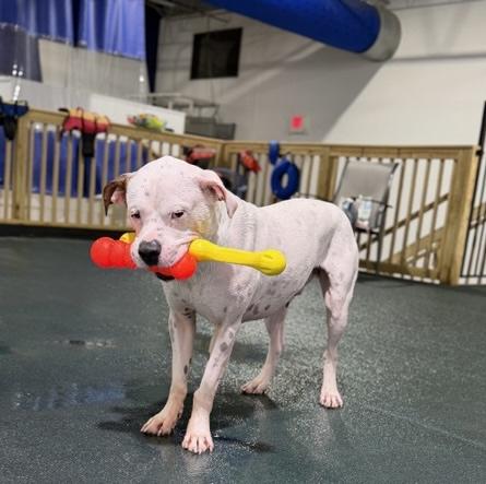 Wally *Courtesy Cupid*, a Adoptable mixed breed in Milwaukee, WI image 5/6