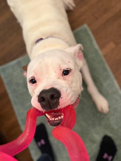 Wally *Courtesy Cupid*, a Adoptable mixed breed in Milwaukee, WI image 4/6