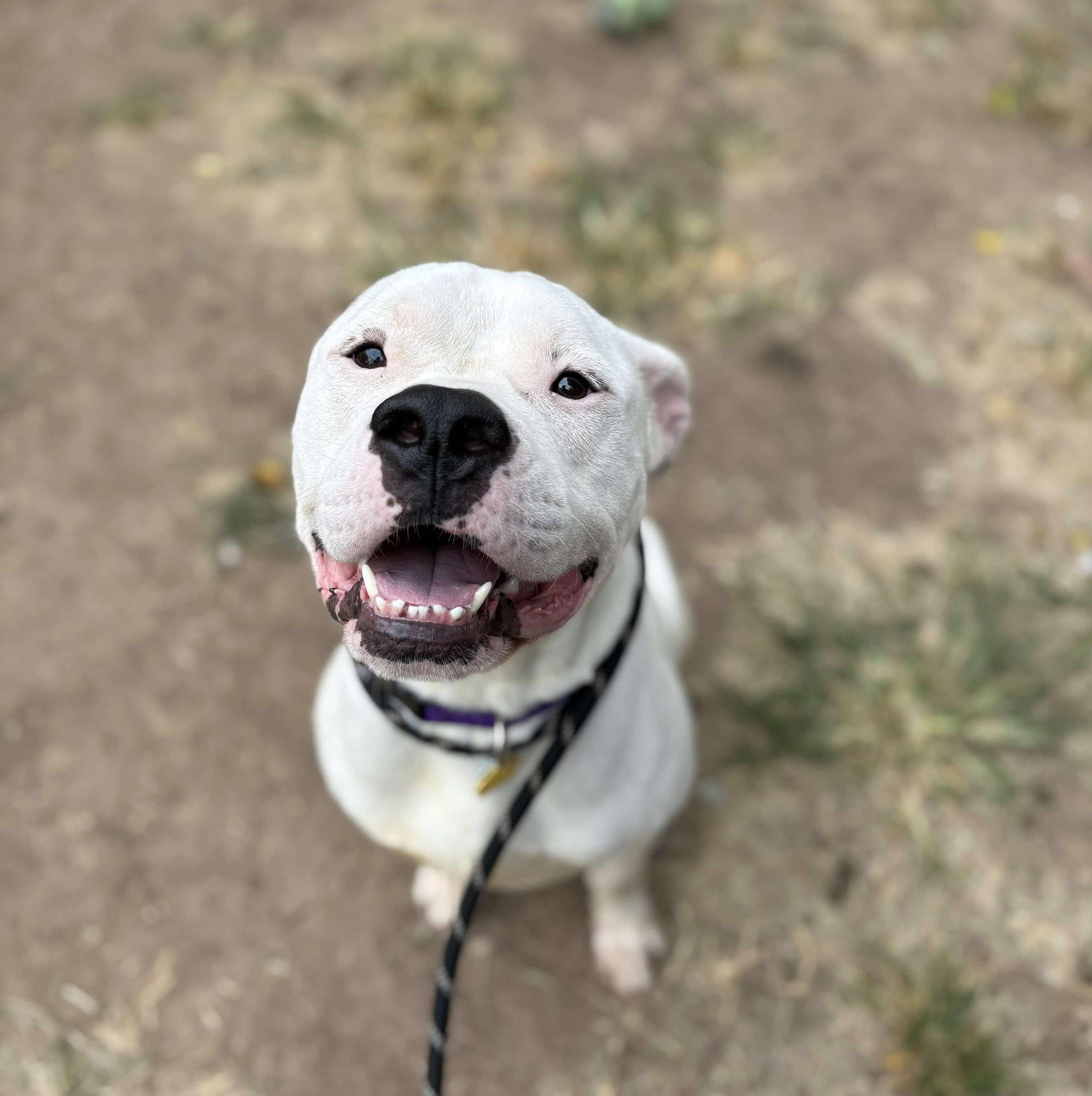 Enlarge Wally *Courtesy Cupid*, a Adoptable mixed breed in Milwaukee, WI image 5/6