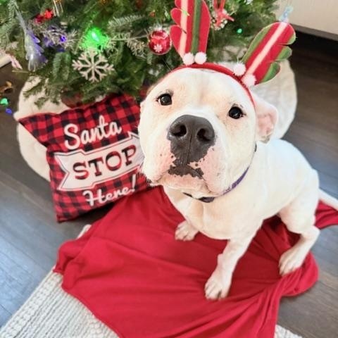 Wally *Courtesy Cupid*, a Adoptable mixed breed in Milwaukee, WI image 6/6