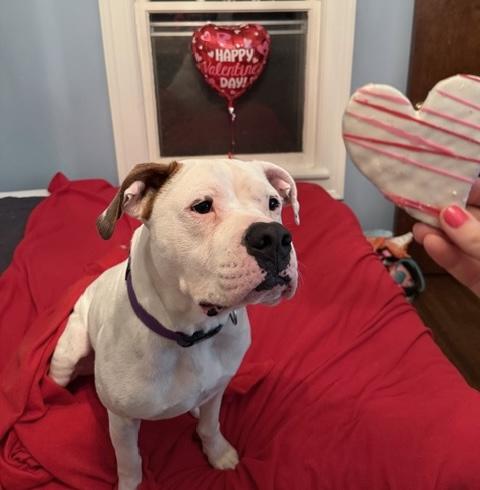 Wally *Courtesy Cupid*, a Adoptable mixed breed in Milwaukee, WI image 3/6