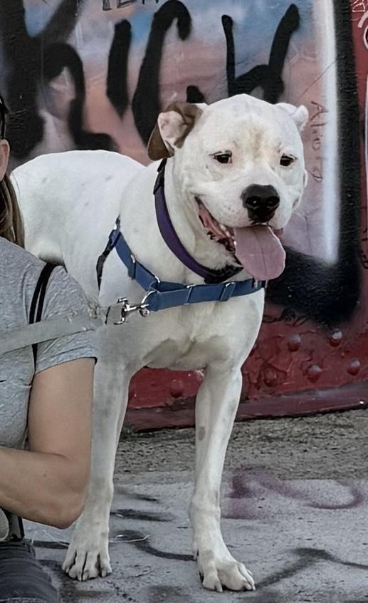 Enlarge Wally *Courtesy Cupid*, a Adoptable mixed breed in Milwaukee, WI image 3/6