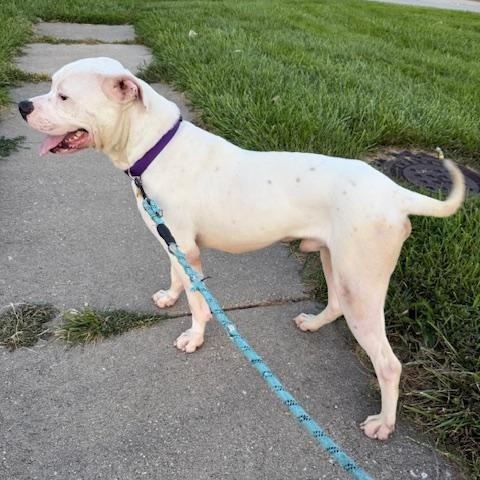 Enlarge Wally *Courtesy Cupid*, a Adoptable mixed breed in Milwaukee, WI image 4/6