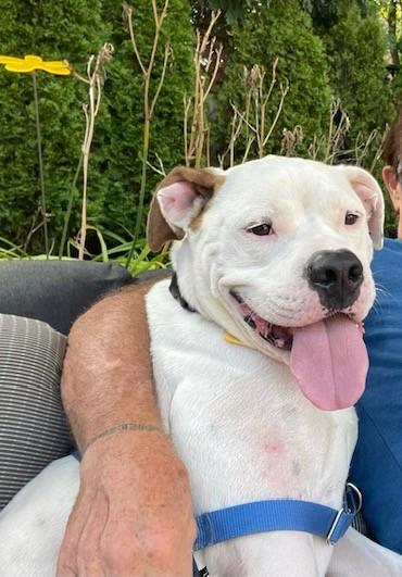 Enlarge Wally *Courtesy Cupid*, a Adoptable mixed breed in Milwaukee, WI image 1/6