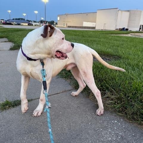 Enlarge Wally *Courtesy Cupid*, a Adoptable mixed breed in Milwaukee, WI image 6/6