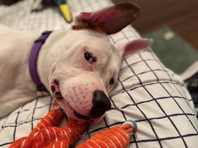 Wally *Courtesy Cupid*, a Adoptable mixed breed in Milwaukee, WI image 2/6