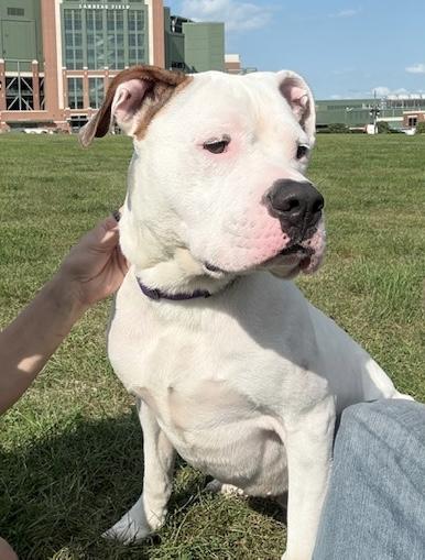 Enlarge Wally *Courtesy Cupid*, a Adoptable mixed breed in Milwaukee, WI image 2/6