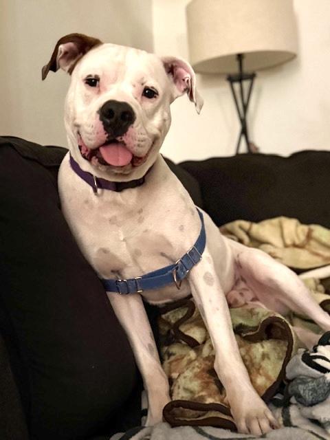 Wally *Courtesy Cupid*, Adoptable, Adult Male American Bully & American Bulldog.