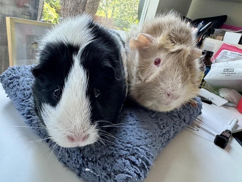 Alaska & Indie, adoptable, Adult Female Guinea Pig.