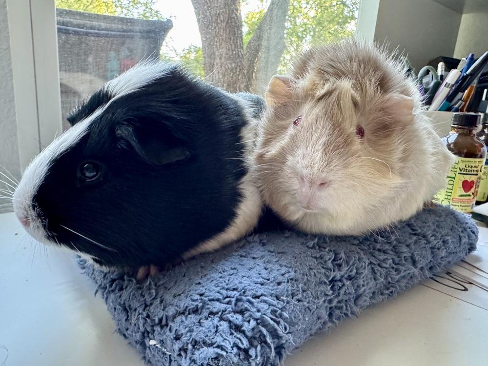 Enlarge Alaska & Indie, an adoptable Guinea Pig in Austin, TX image 2/3