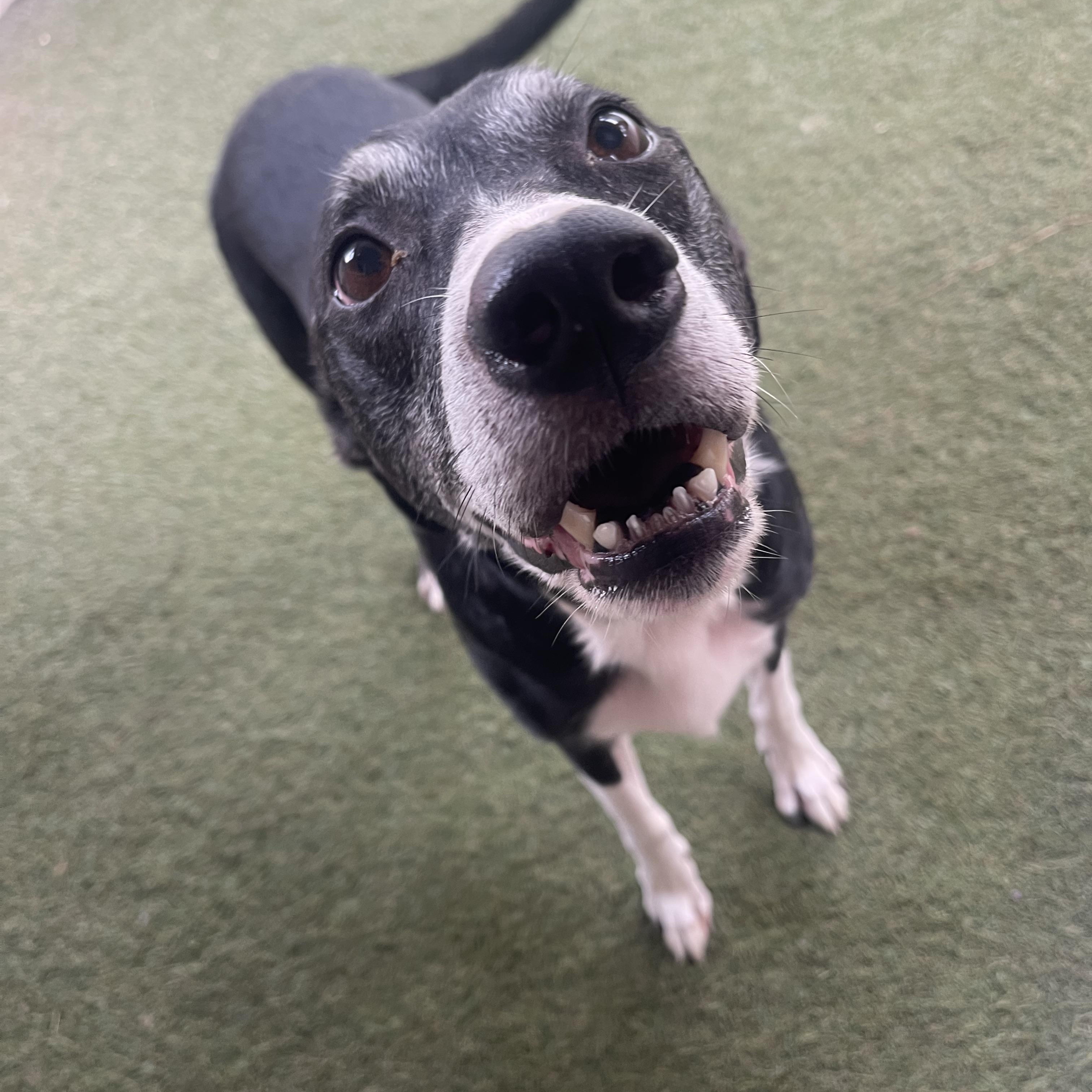 Enlarge Sugar, a Adoptable Mixed Breed in Baton Rouge, LA image 3/4