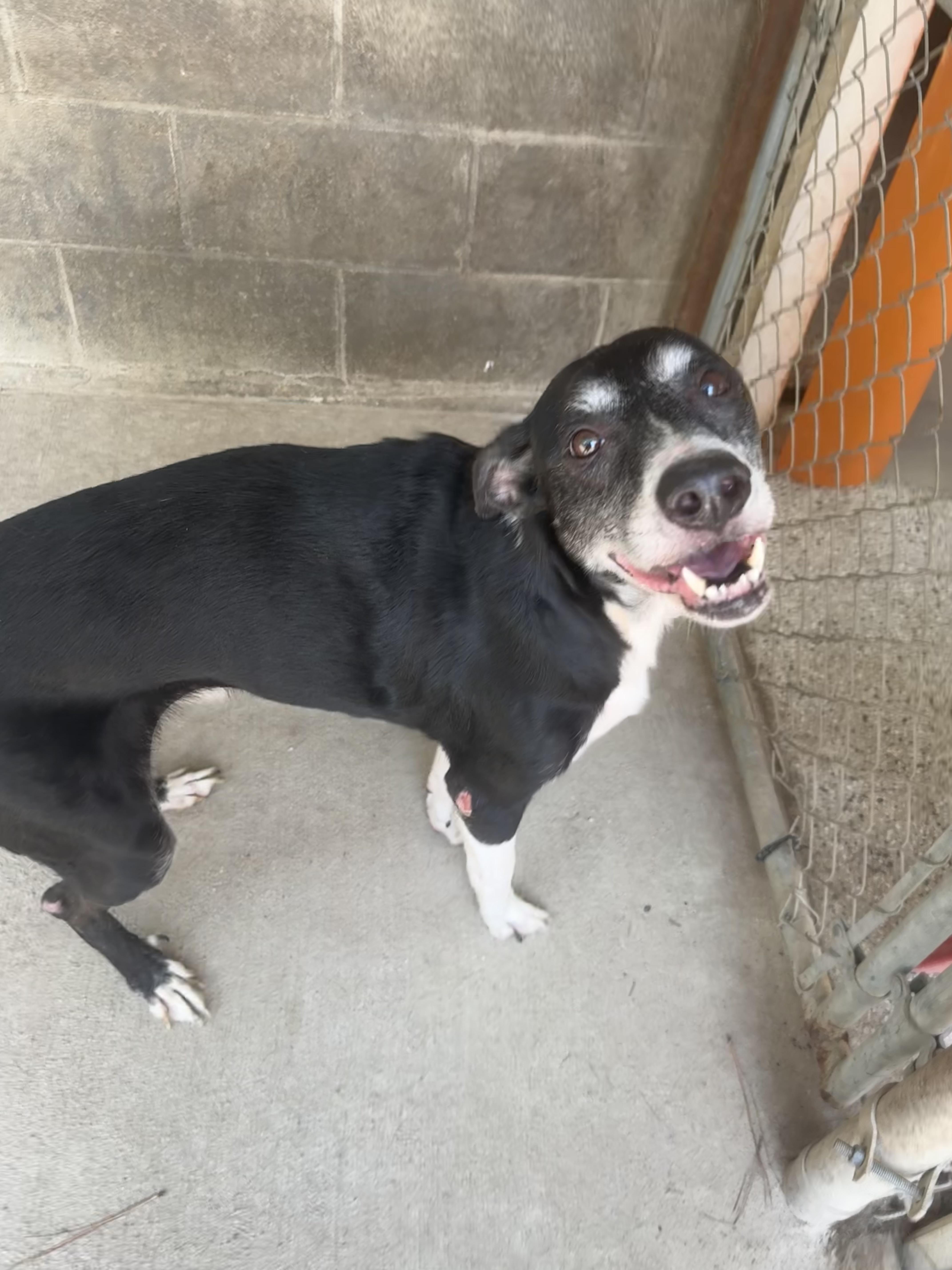 Enlarge Sugar, a Adoptable Mixed Breed in Baton Rouge, LA image 2/4
