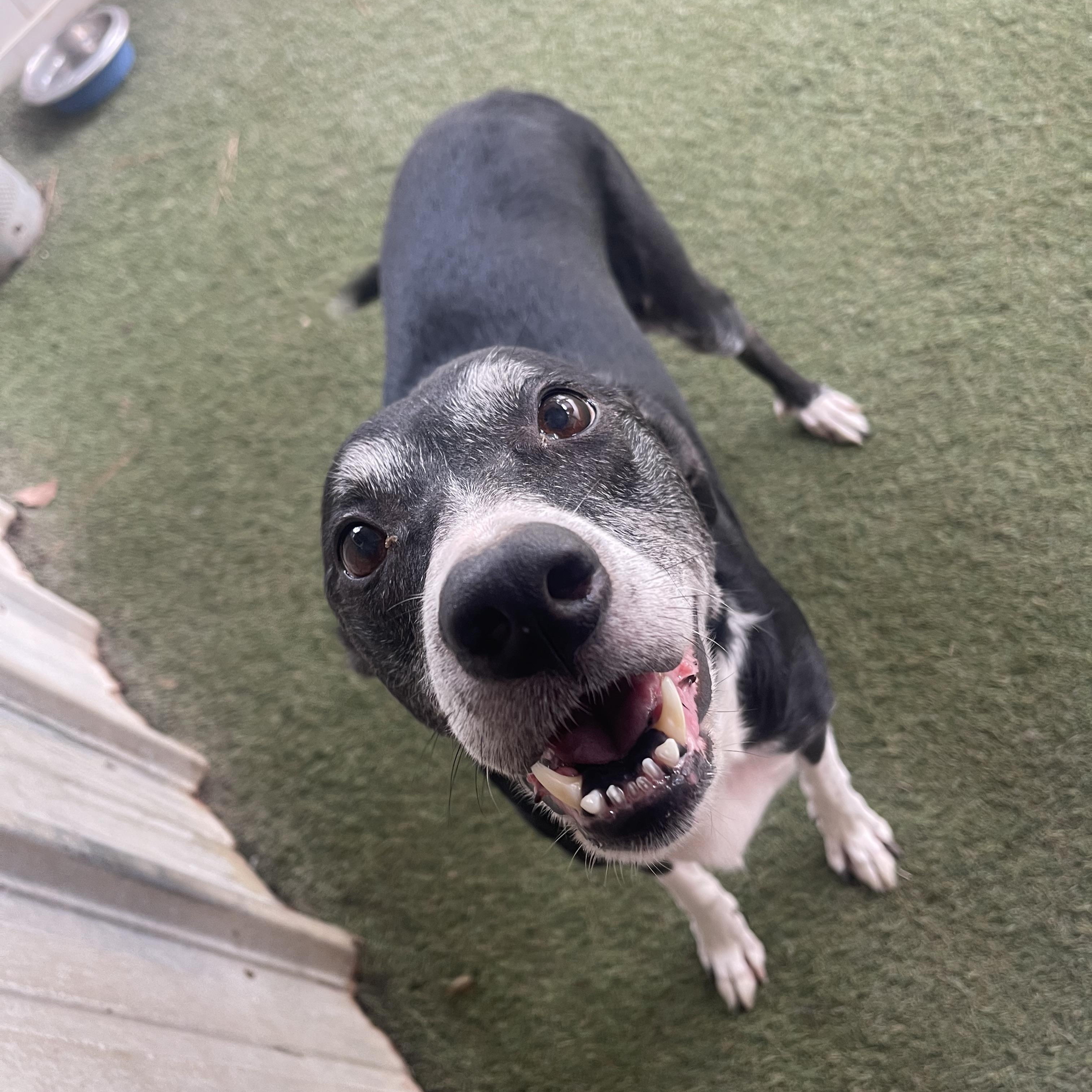 Enlarge Sugar, a Adoptable Mixed Breed in Baton Rouge, LA image 4/4