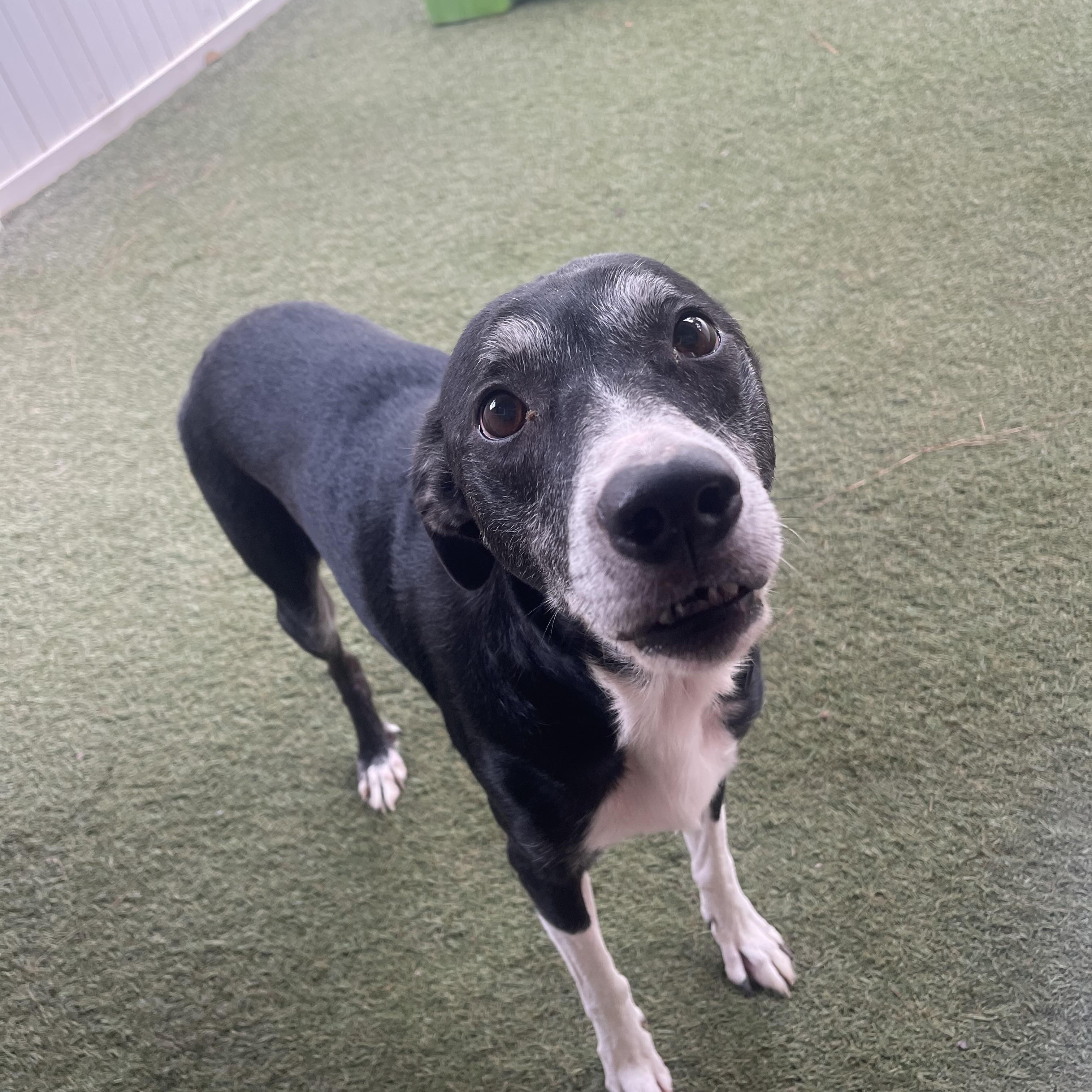 Sugar, Adoptable, Senior Female Mixed Breed.