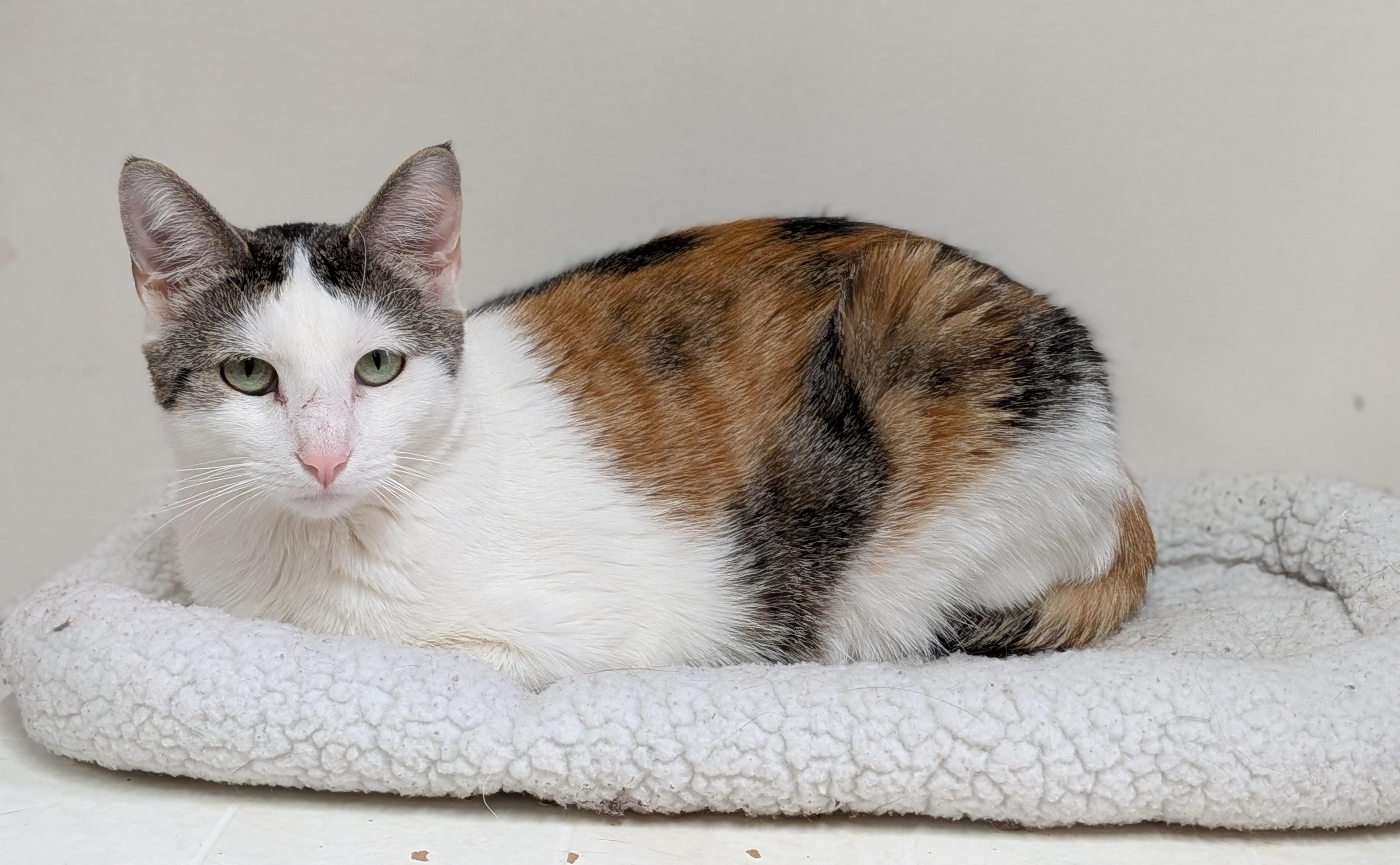 Clarice, ADOPTABLE, Adult Female Domestic Medium Hair.