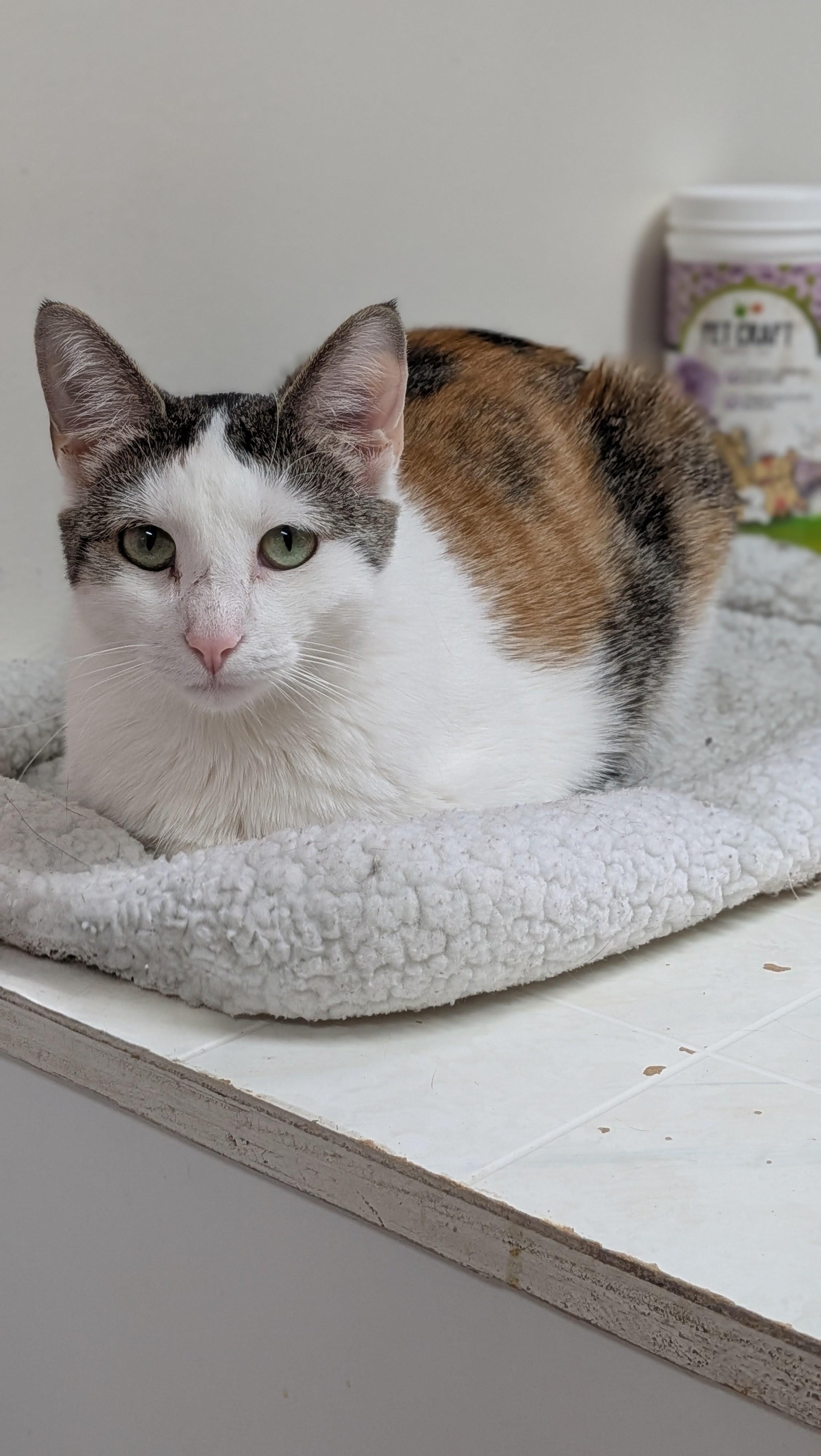 Clarice, a ADOPTABLE mixed breed in Aurora, IL image 2/5