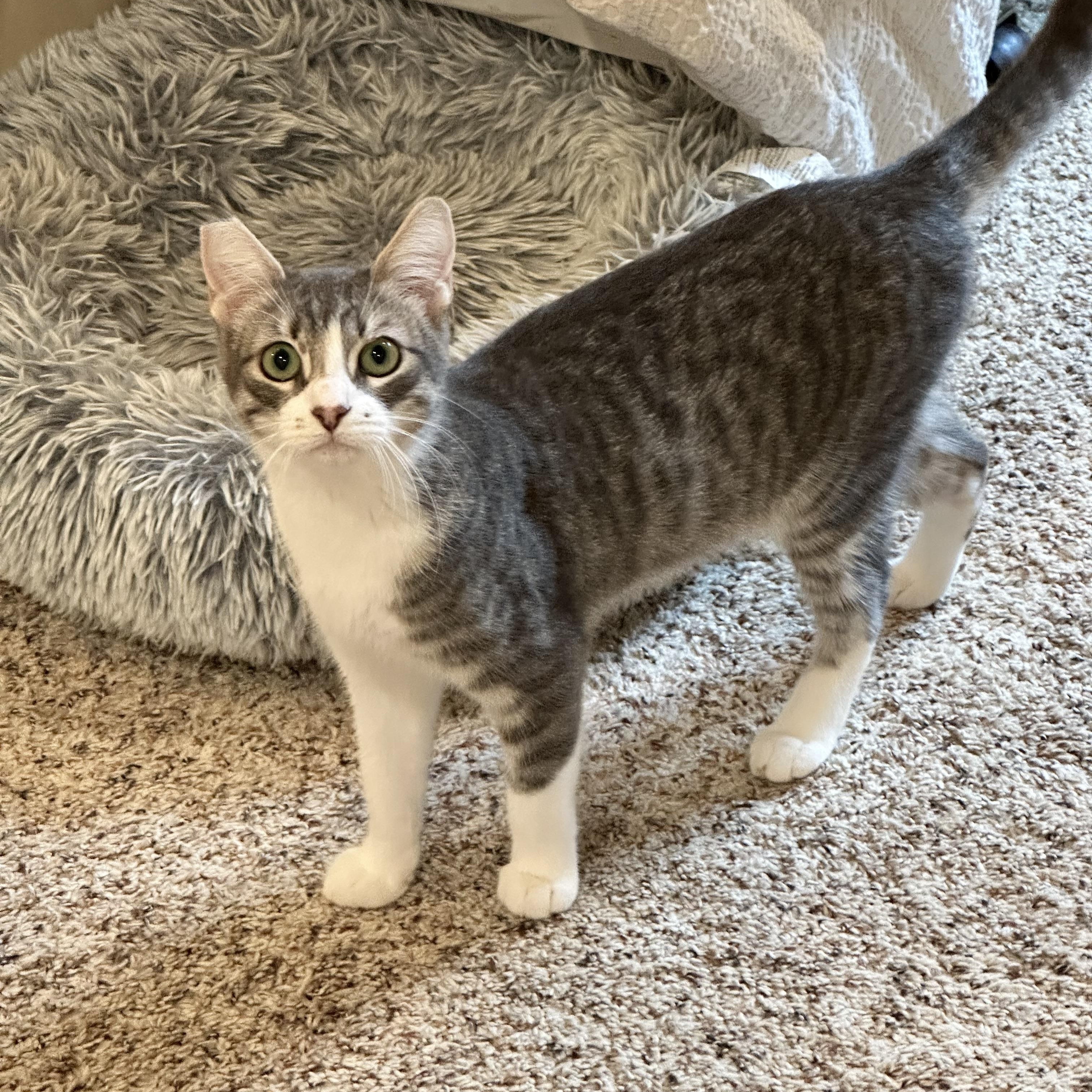 Enlarge Lola, a Adoptable Domestic Short Hair in Visalia, CA image 1/6