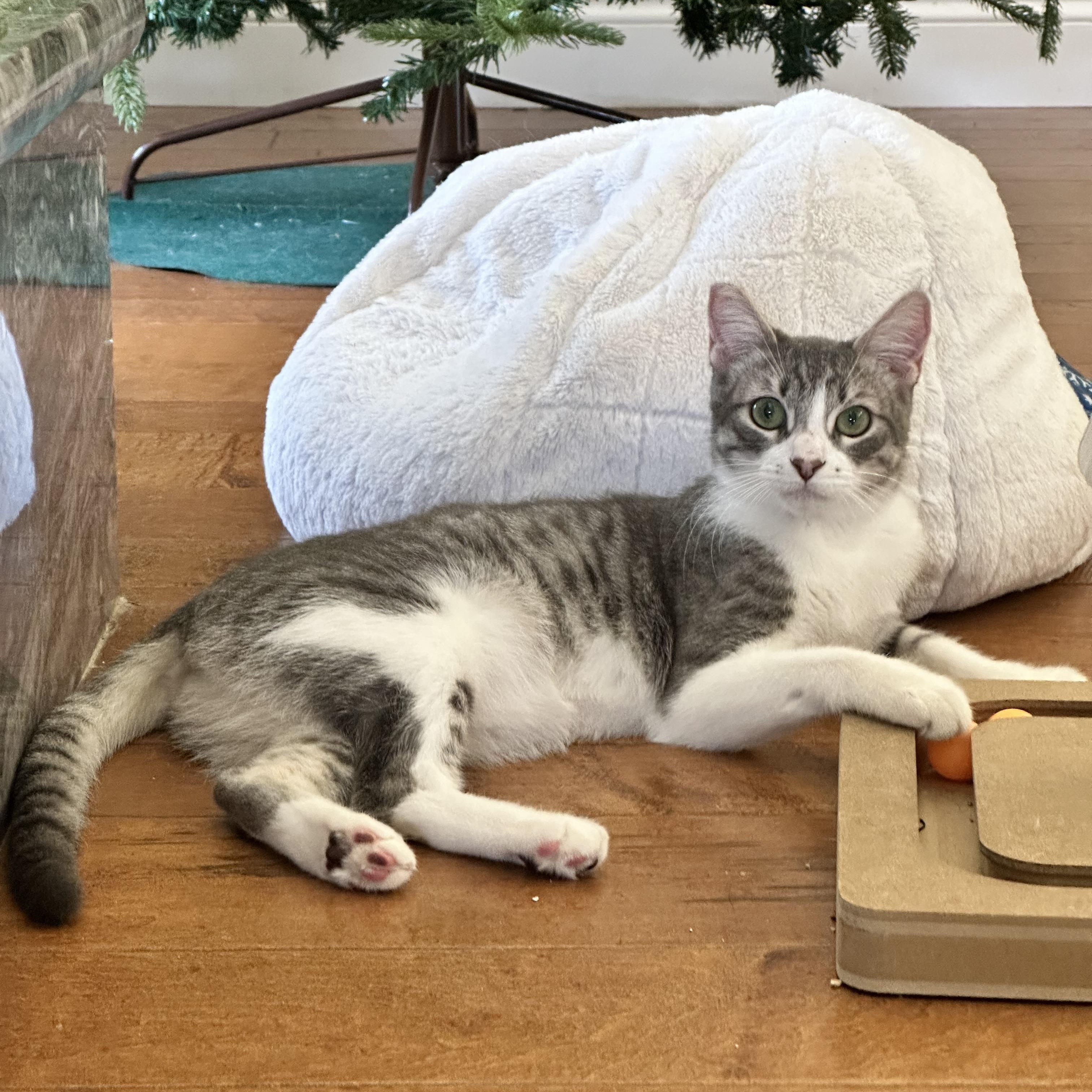 Enlarge Lola, a Adoptable Domestic Short Hair in Visalia, CA image 3/5