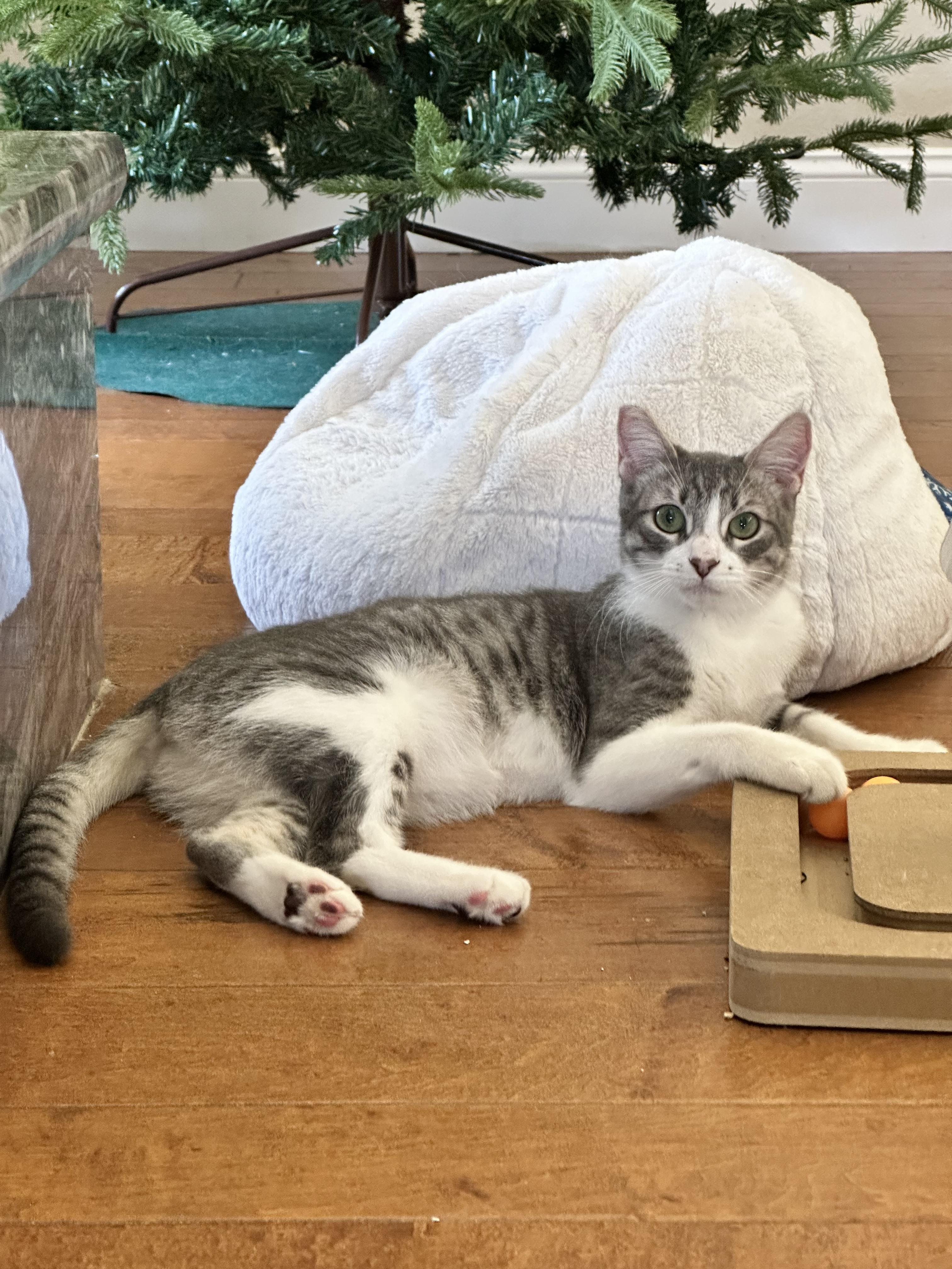 Enlarge Lola, a Adoptable Domestic Short Hair in Visalia, CA image 2/6