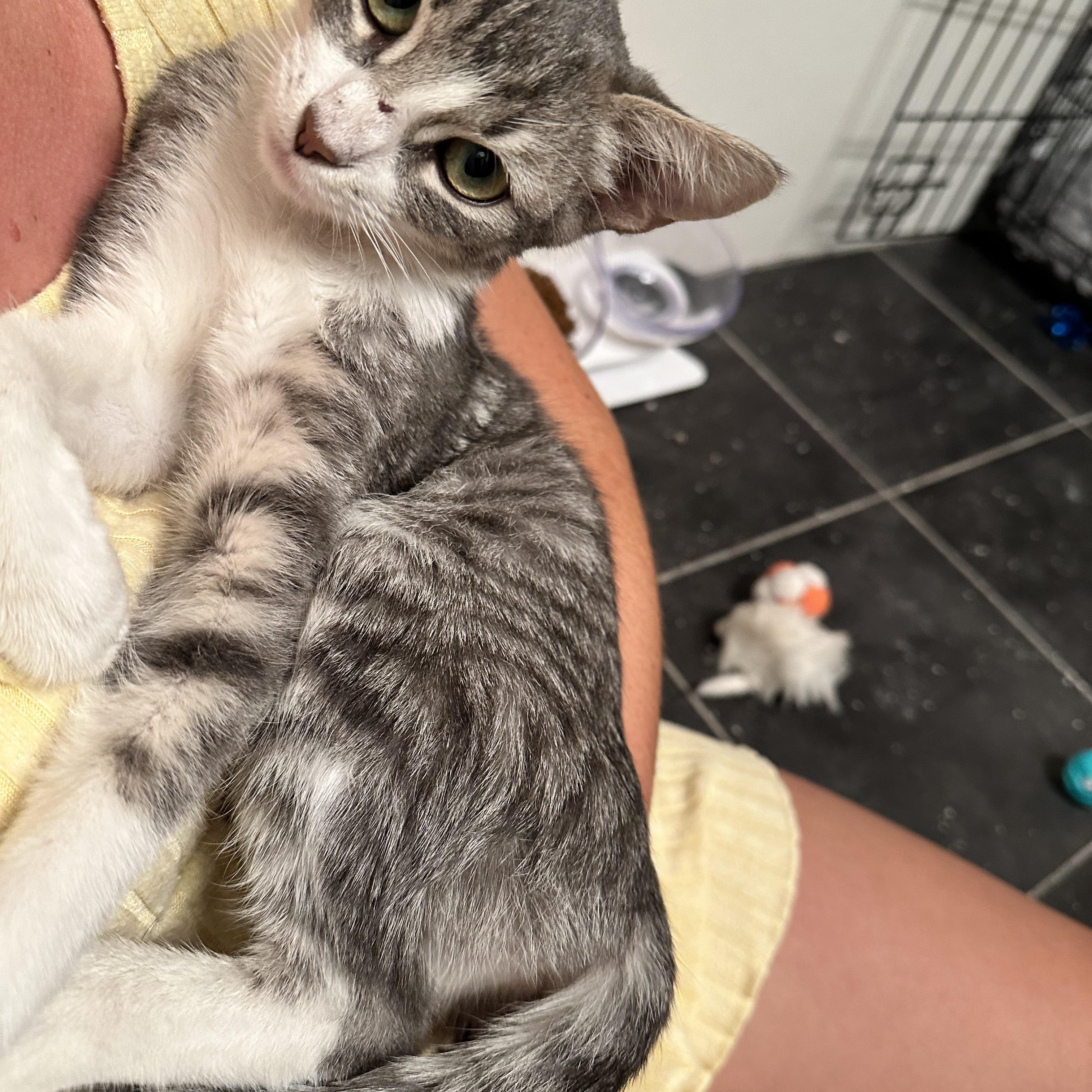 Enlarge Lola, a Adoptable Domestic Short Hair in Visalia, CA image 5/6