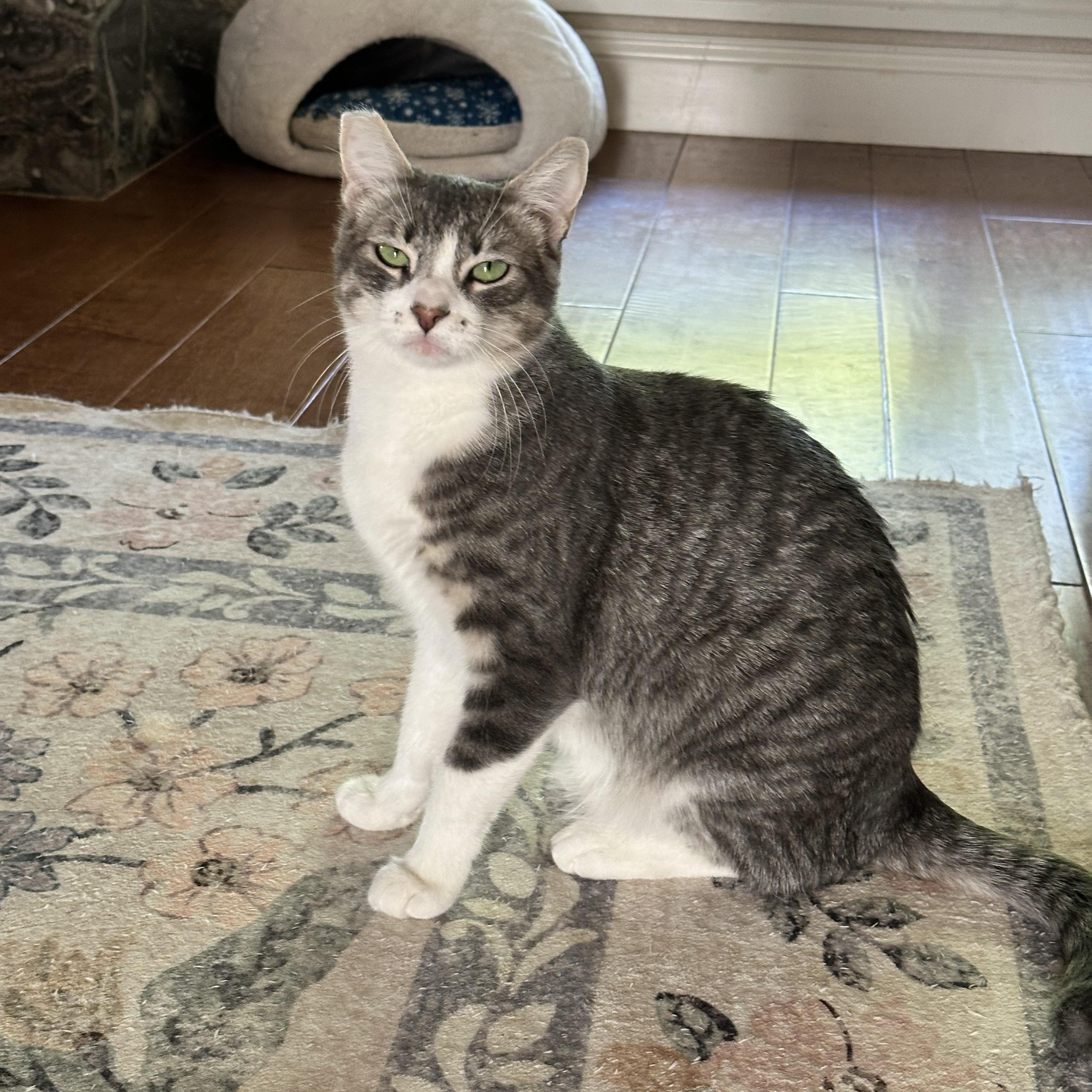 Lola, Adoptable, Young Female Domestic Short Hair.