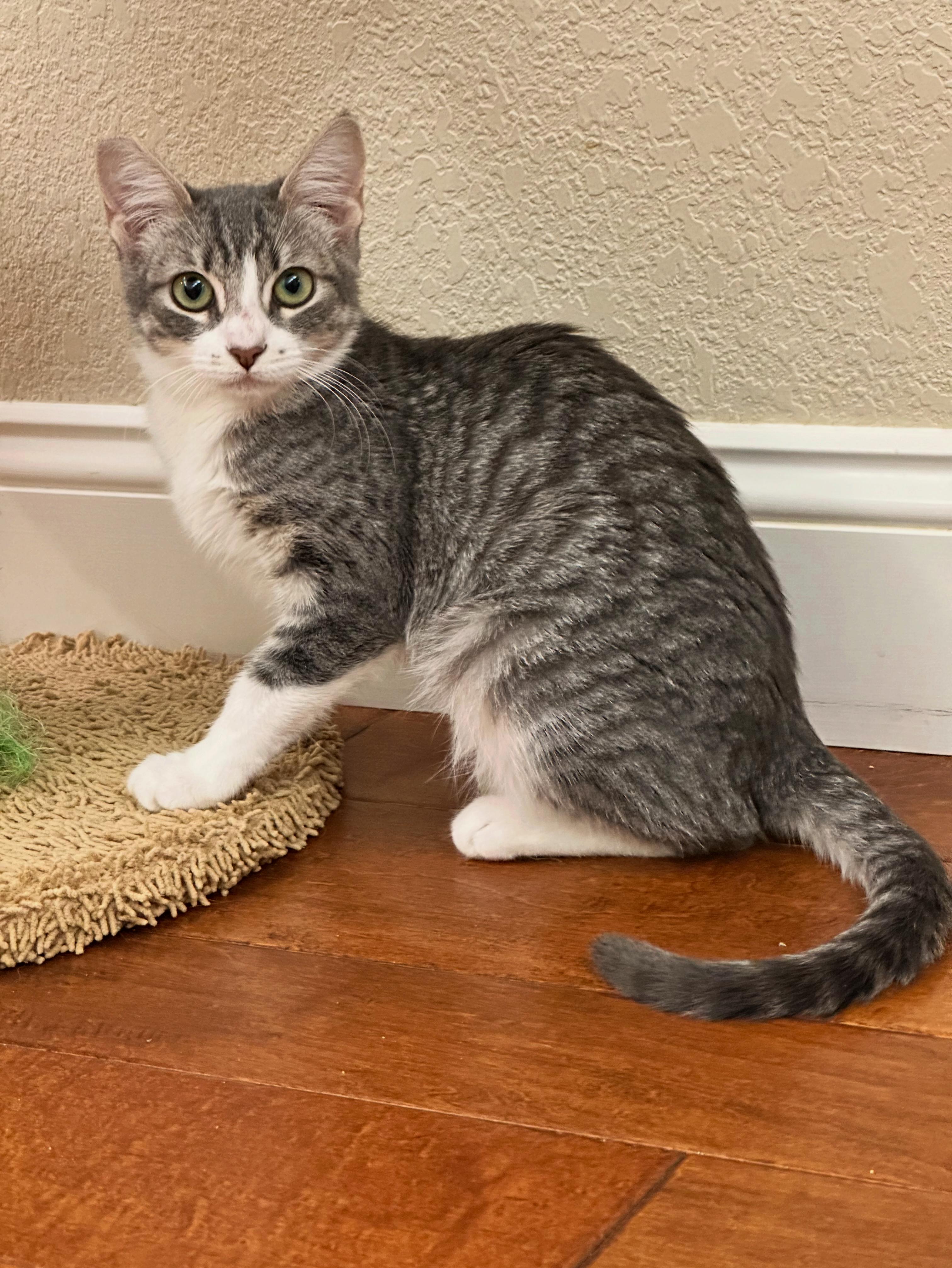 Lola, Adoptable, Kitten Female Domestic Short Hair.