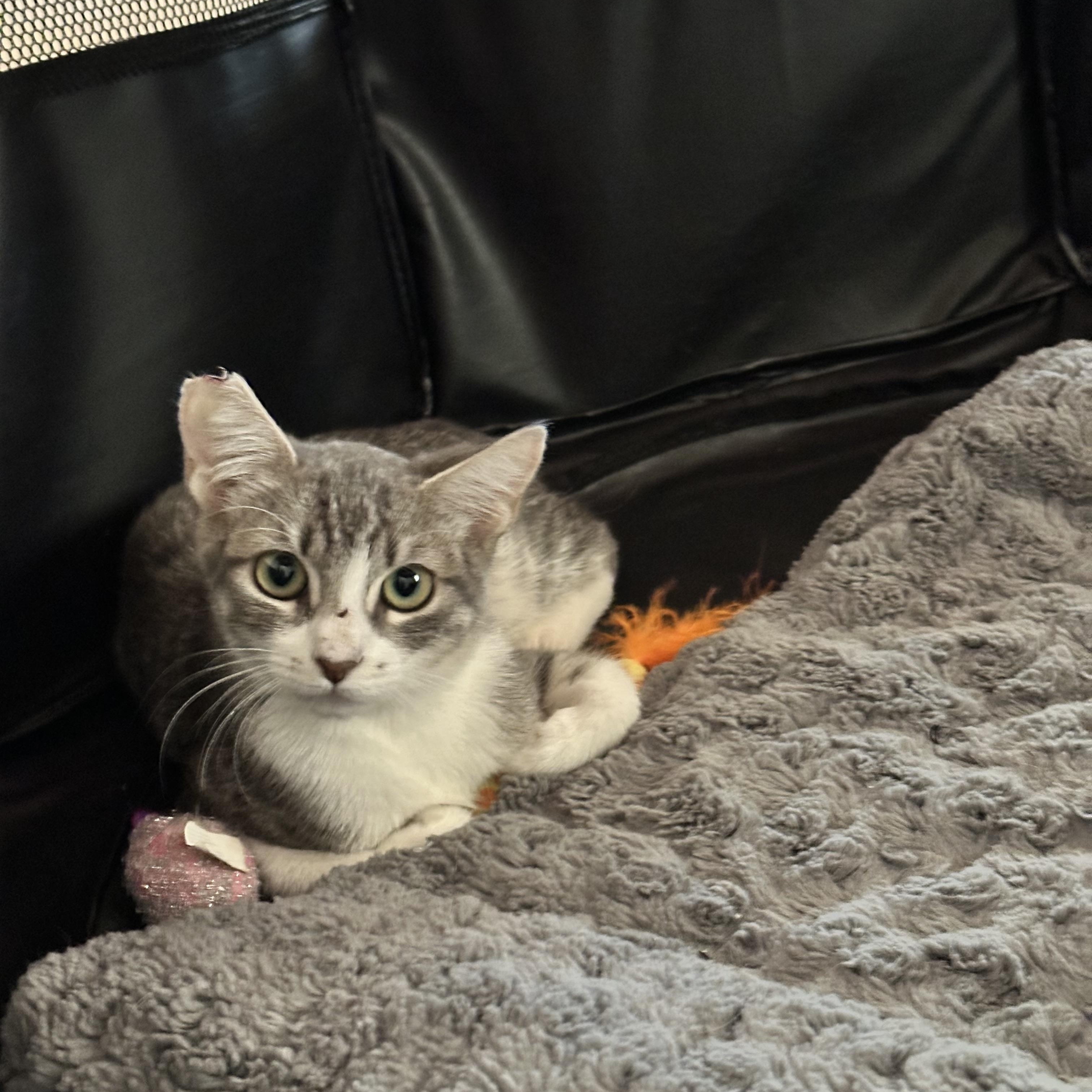 Enlarge Lola, a Adoptable Domestic Short Hair in Visalia, CA image 6/6