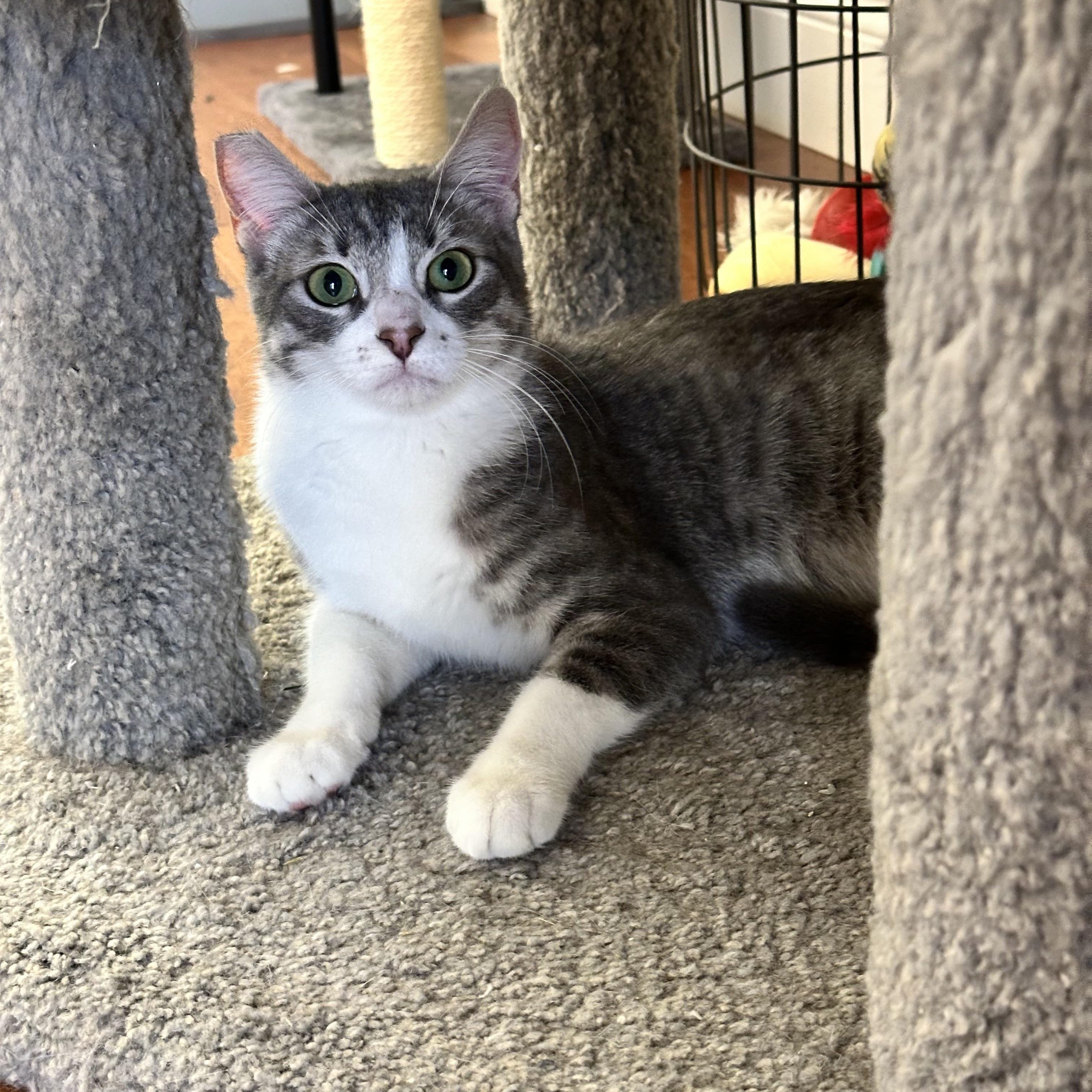 Enlarge Lola, a Adoptable Domestic Short Hair in Visalia, CA image 4/6
