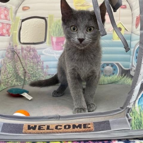 Enlarge Hummingbird, an adoptable Domestic Short Hair in Red Wing, MN image 2/3