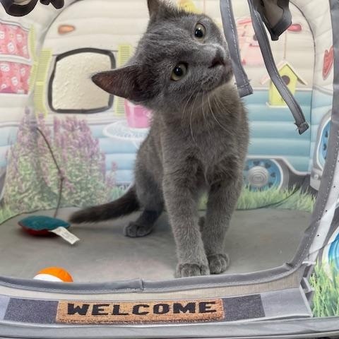 Enlarge Hummingbird, an adoptable Domestic Short Hair in Red Wing, MN image 3/3