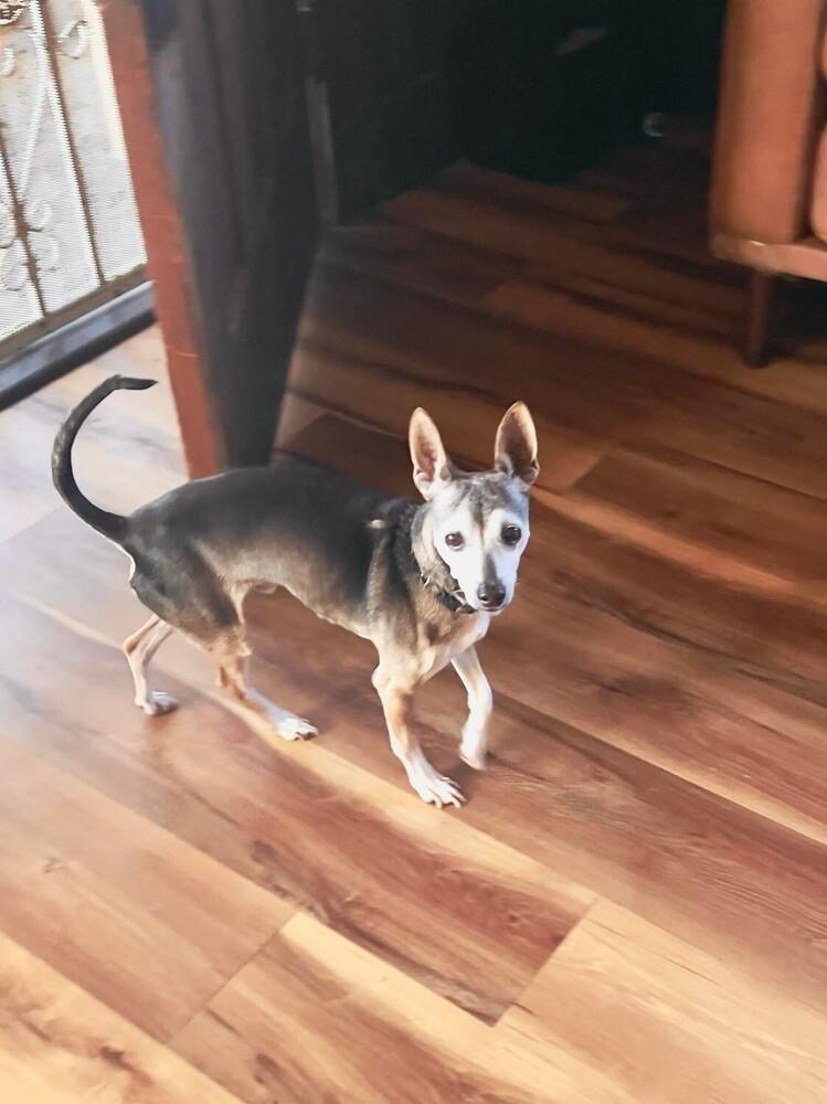 Bean, Adopted, Senior Male Italian Greyhound & Chihuahua.