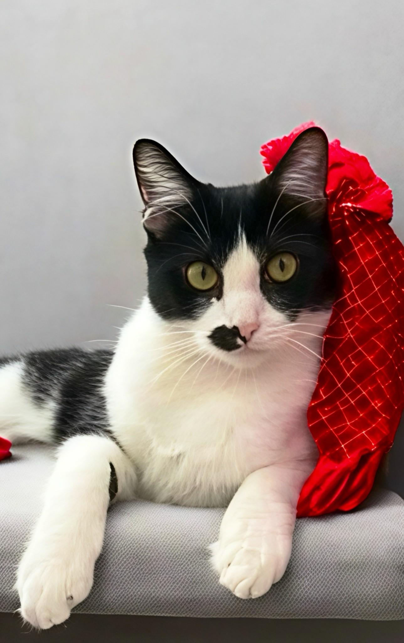 Muffin, Adoptable, Kitten Female Domestic Short Hair.