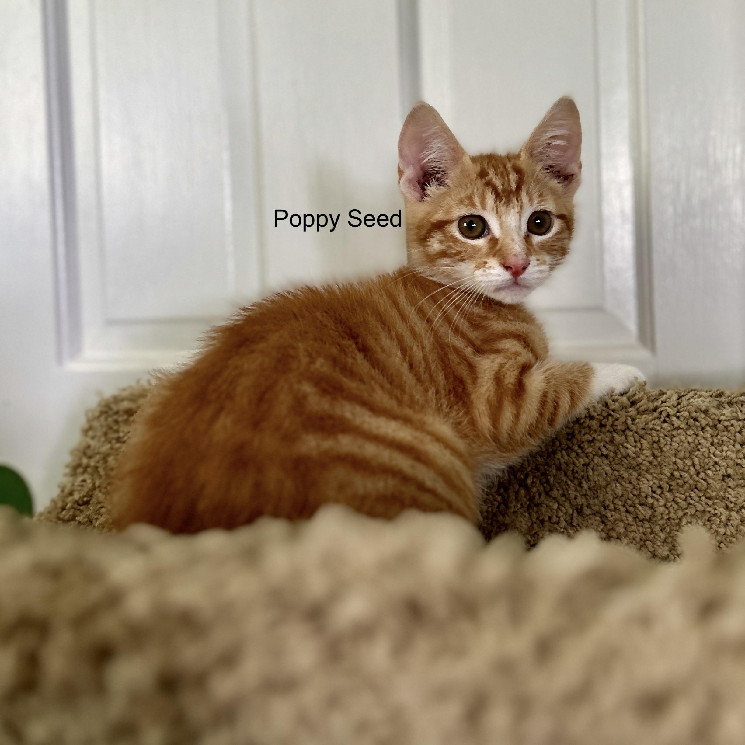 Poopy Seed, a ADOPTABLE Domestic Short Hair in Topsham, ME image 1/3