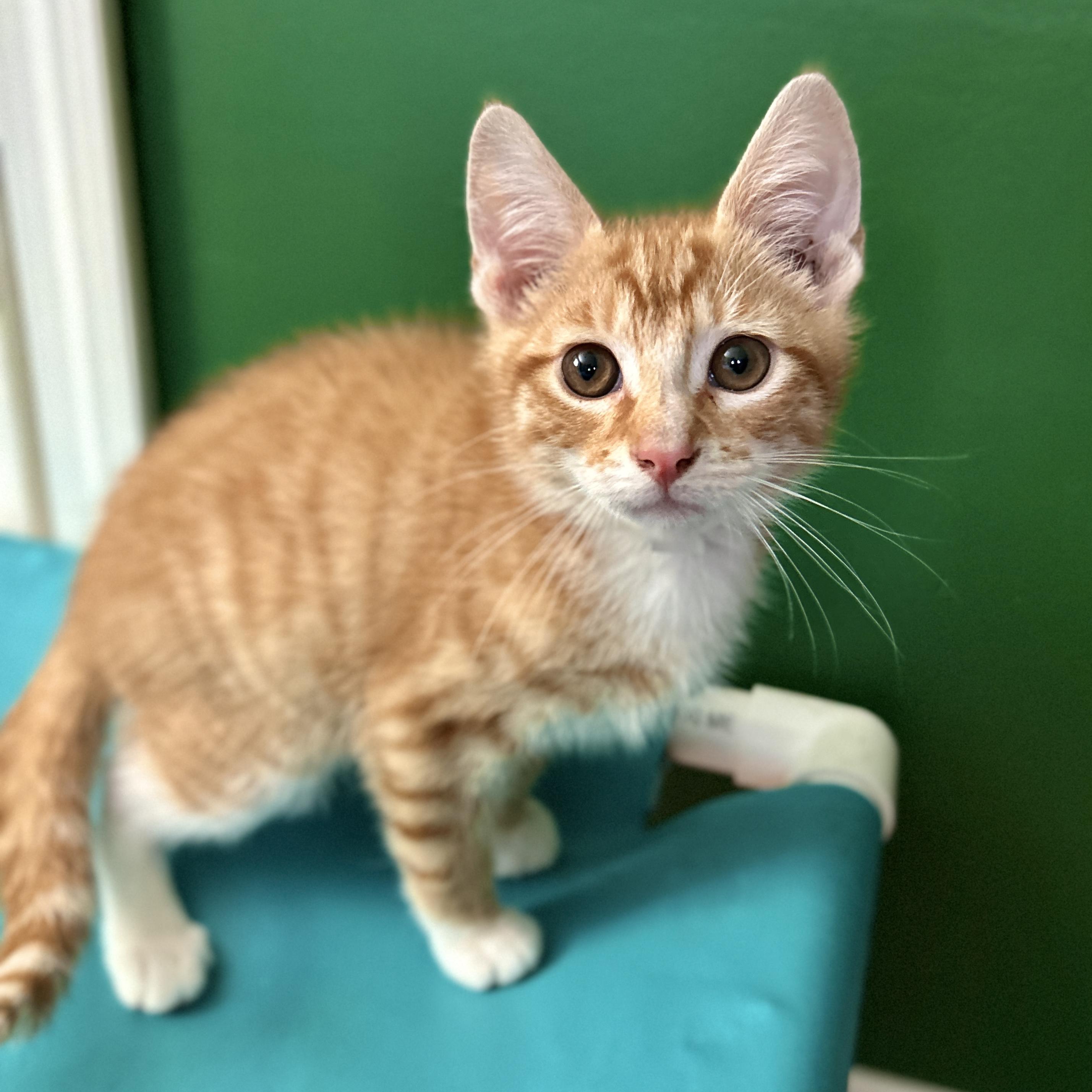 Poopy Seed, a ADOPTABLE Domestic Short Hair in Topsham, ME image 2/3