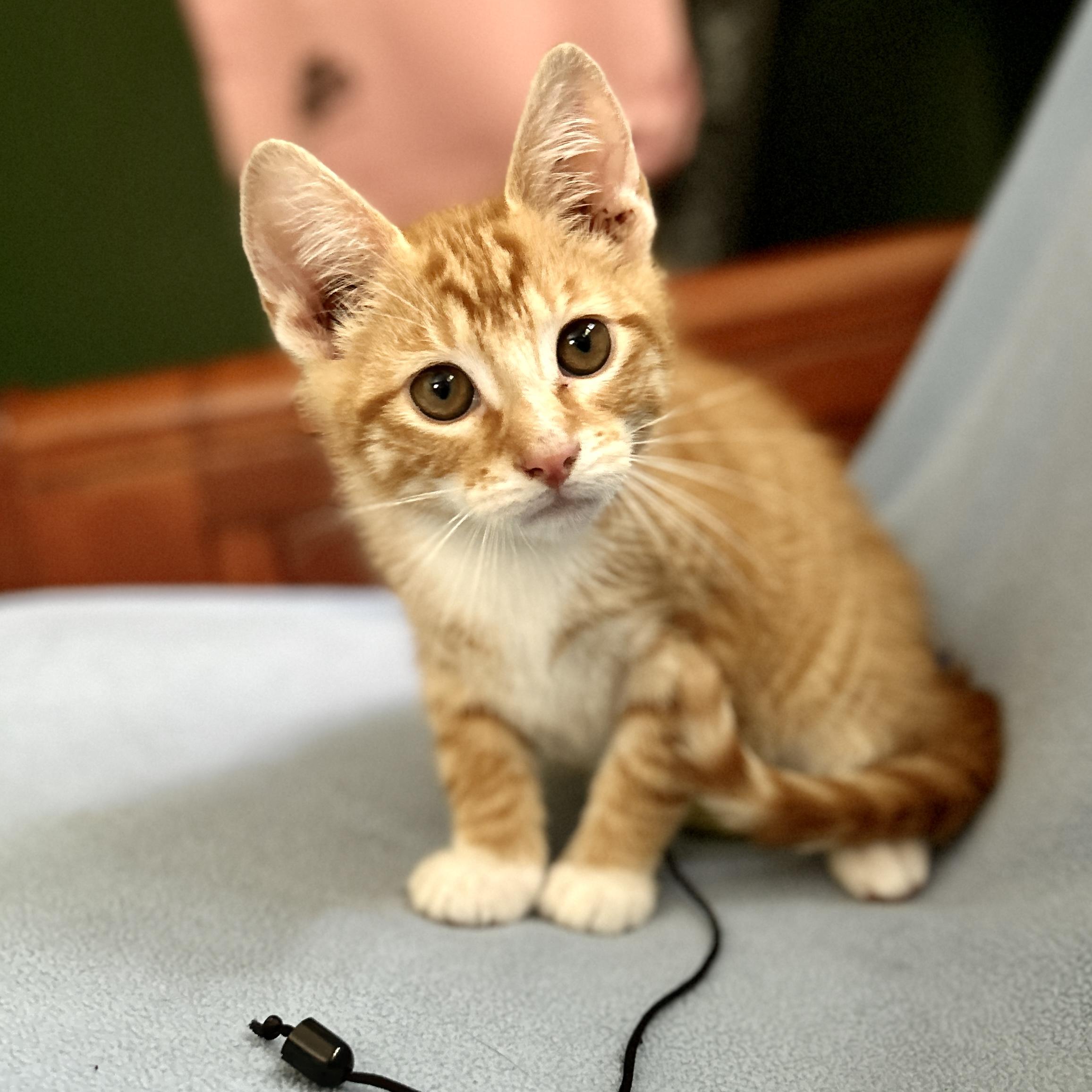Poopy Seed, a ADOPTABLE Domestic Short Hair in Topsham, ME image 3/3