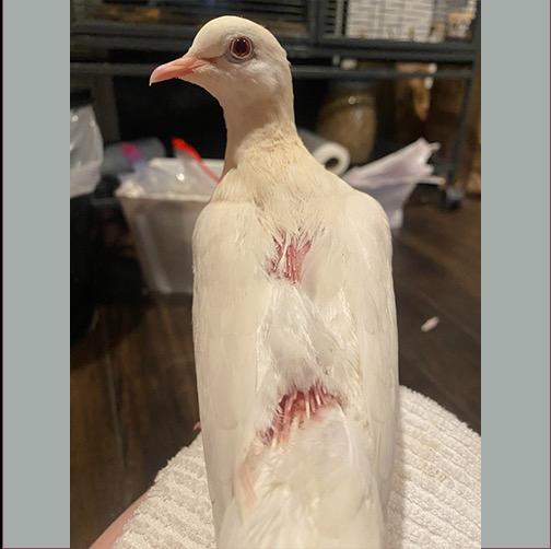 Enlarge Alma, a Adopted Dove in San Francisco, CA image 1/1