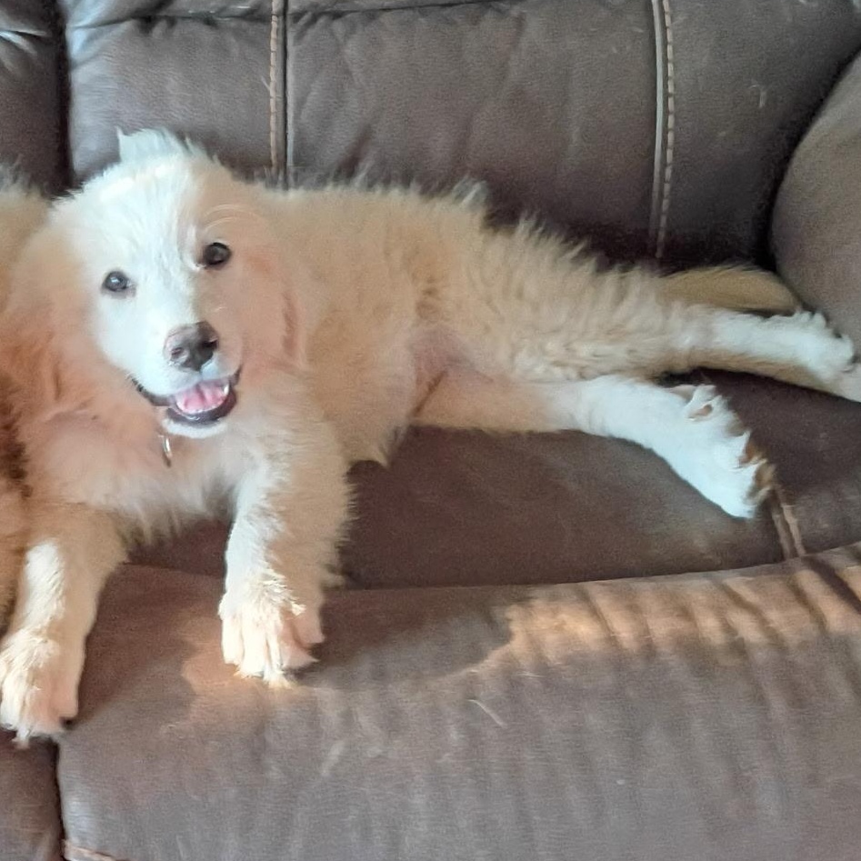 Enlarge OPAL (GPP4), a Adopted Great Pyrenees in Stuart, VA image 1/1