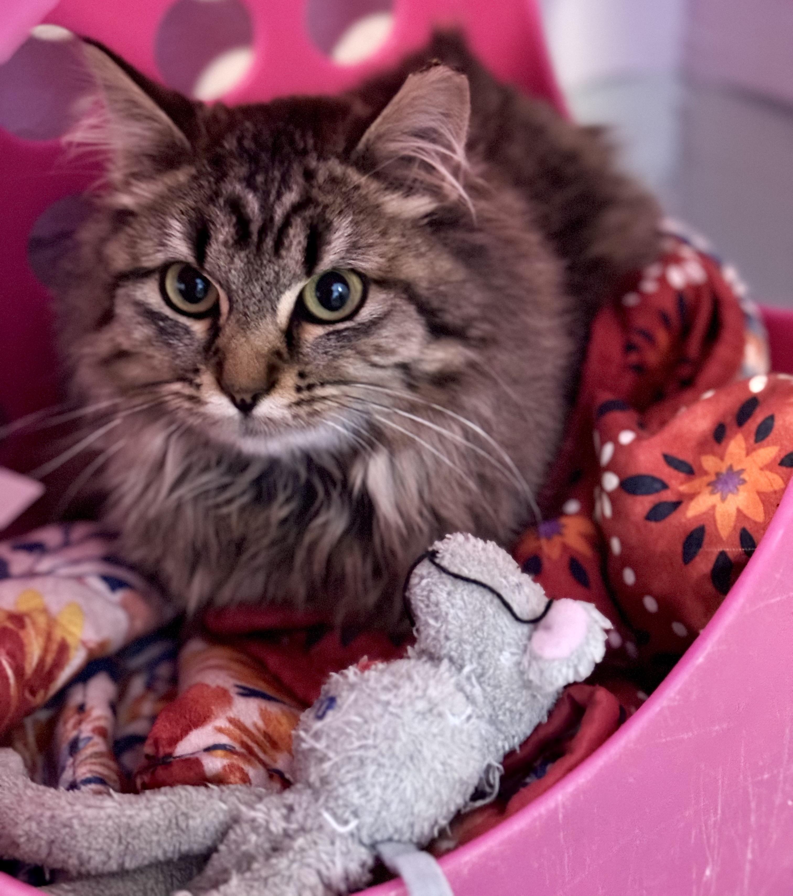 Enlarge Tippy, a Adoptable mixed breed in Lakewood, CO image 2/3