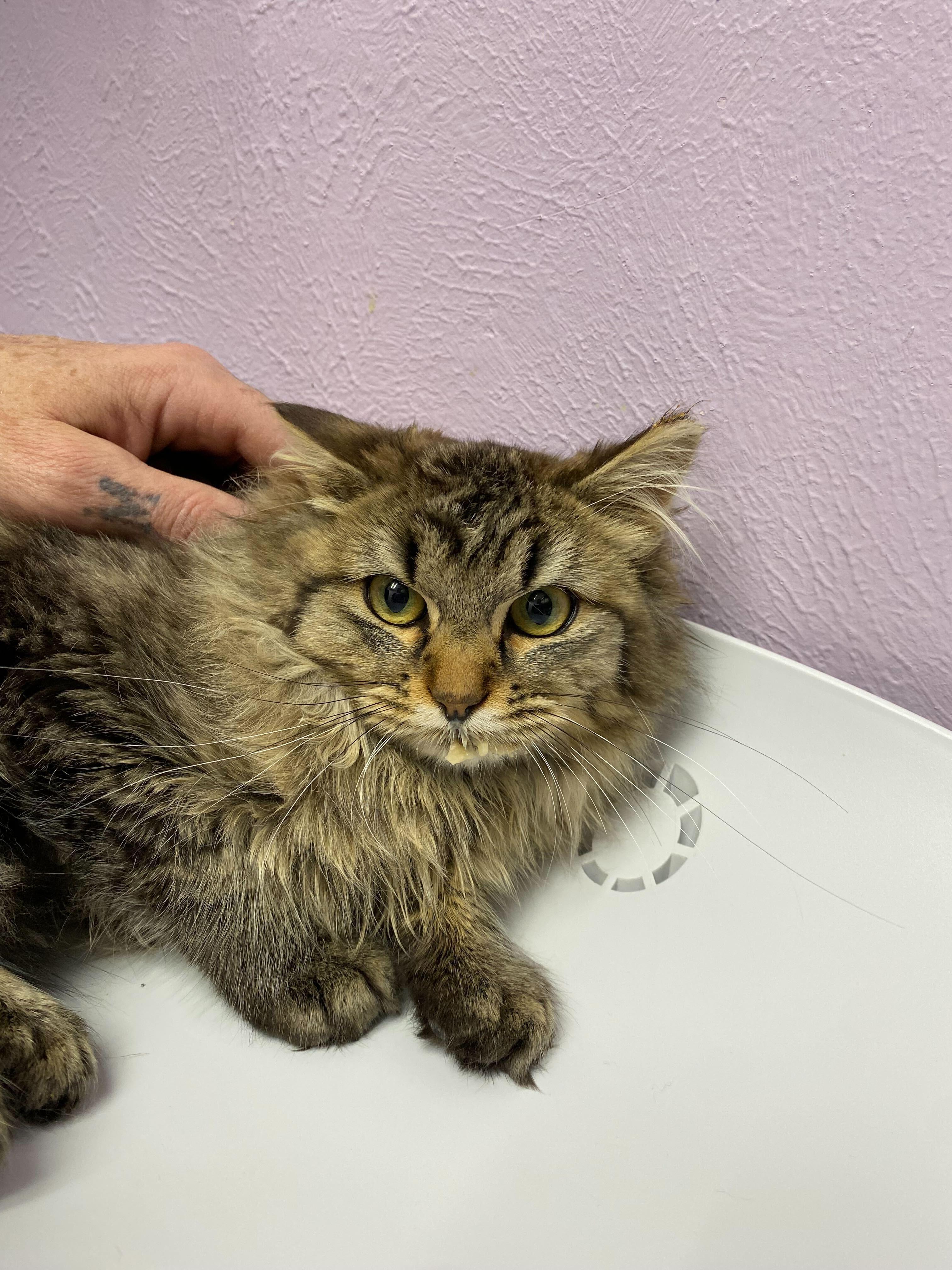 Enlarge Tippy, a Adoptable mixed breed in Lakewood, CO image 3/3