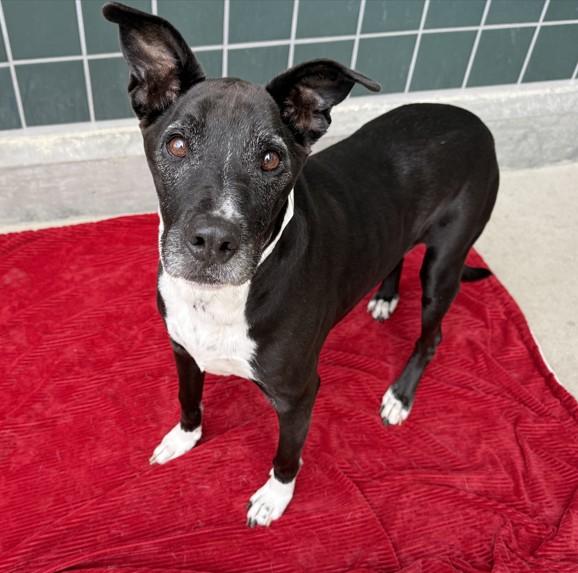 PEBBLES, Adoptable, Senior Female Labrador Retriever & Mixed Breed.